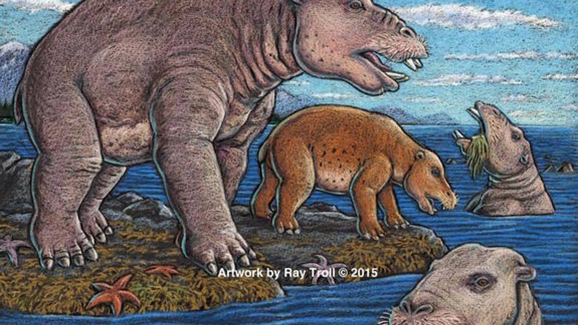 An illustration of the newfound species of hippopotamus-size mammals from Unalaska that suction-fed on shoreline vegetation.