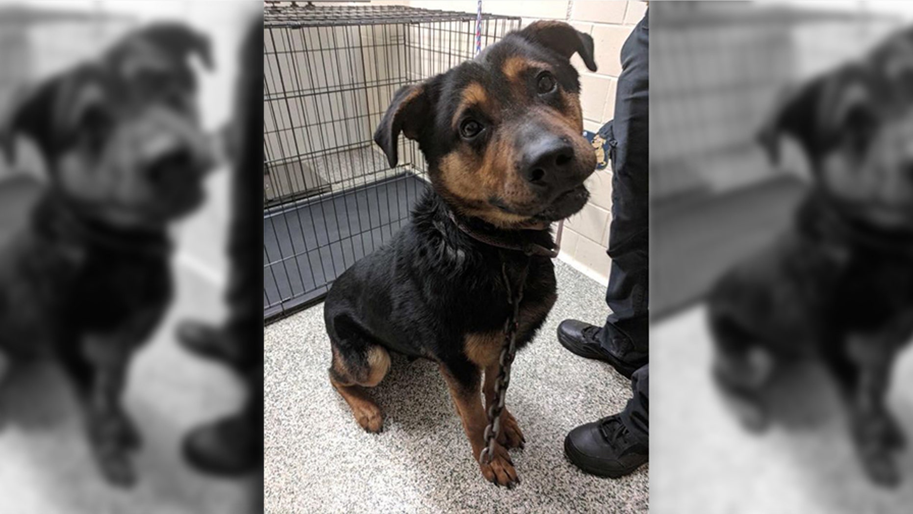 Courage, a 3-year-old German Shepherd-Rottweiler mix, was found in Detroit with a mountain climbing hook "literally in his skin."