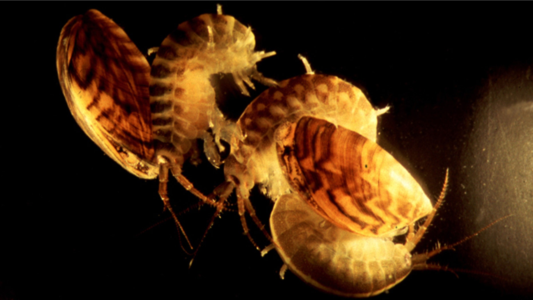 Dikerogammarus villosus may be tiny, but this crustacean is a vicious predator, shown here with zebra mussels.
