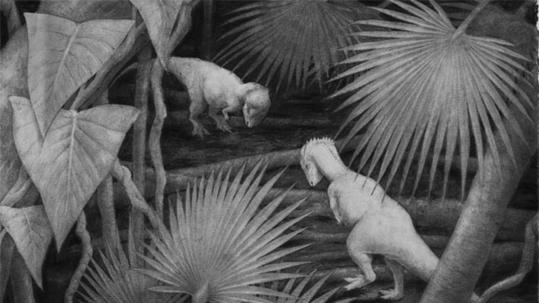 The dinosaur whose partial skull was discovered in Big Bend, Texas, likely butted heads with other dinosaurs using a lump on the top of its skull.