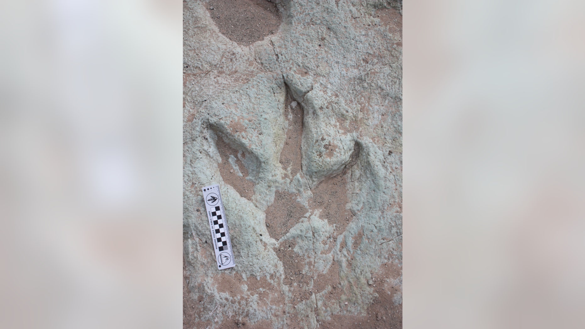 This undated photo provided by the Bureau of Land Management shows theropod tracks found north of Moab, Utah.