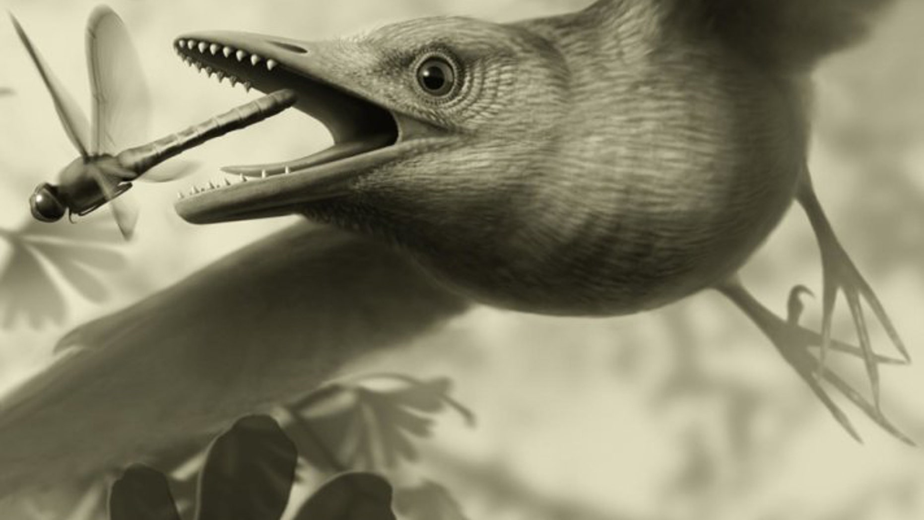 A new paper documents the intricate arrangement of the muscles and ligaments that controlled the main feathers of the wing of an ancient bird, supporting the notion that at least some of the most ancient birds performed aerodynamic feats similar to those of many living birds.