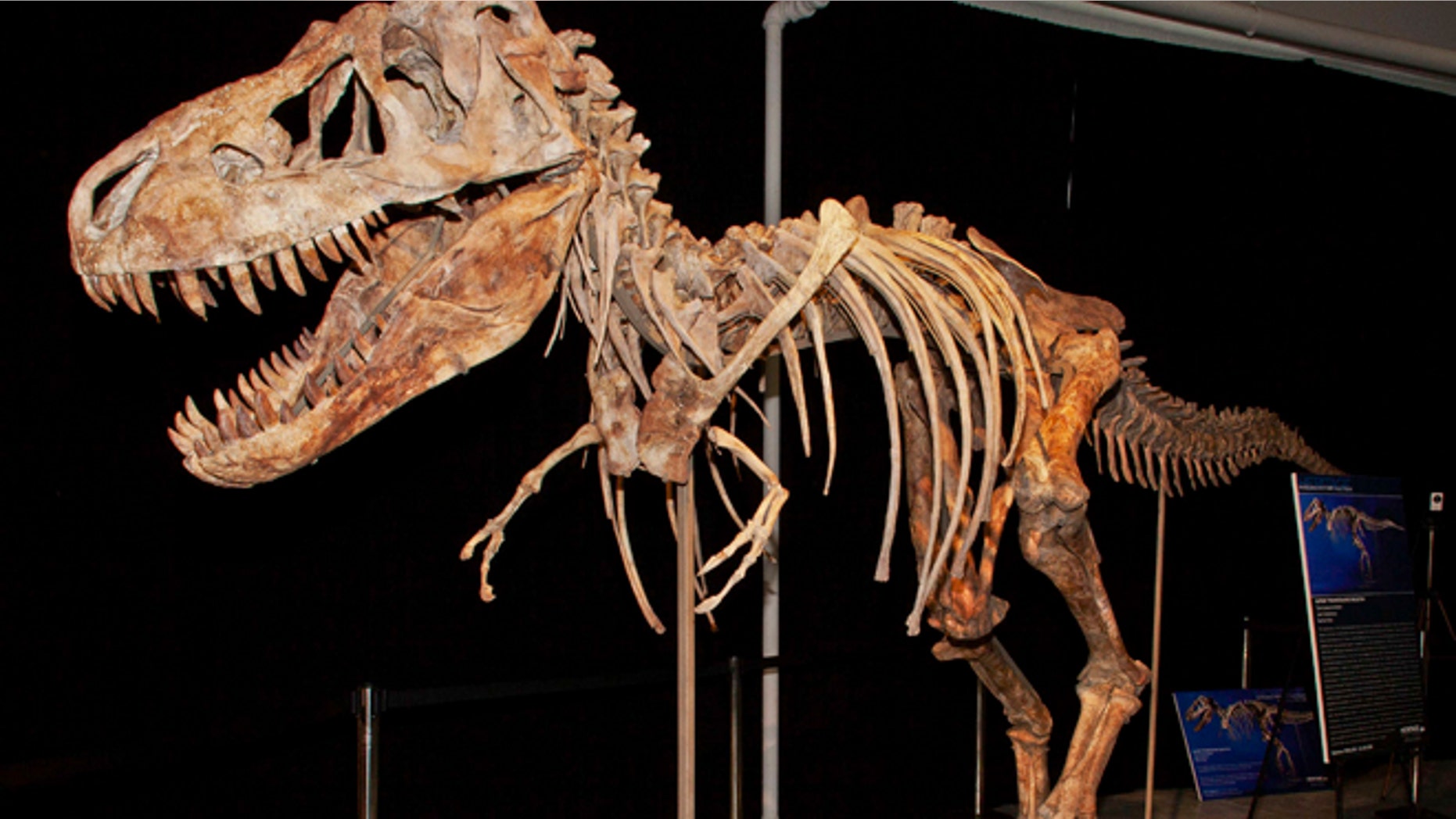 A file photo from documents released from the U.S. Attorney's office shows the fossil of a Tyrannosaurus bataar dinosaur at the center of a lawsuit demanding its return to Mongolia.