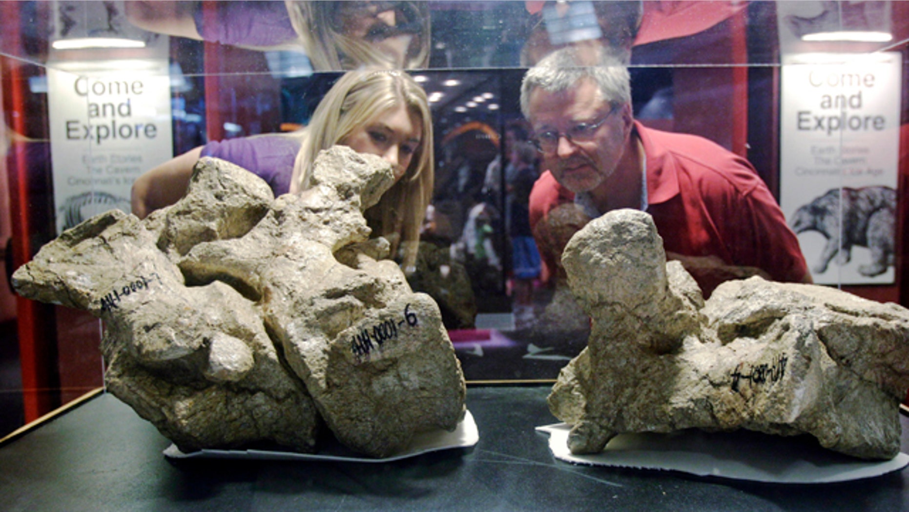 Glenn Storrs, right, curator of vertebrate paleontology at the Cincinnati Museum Center, and Stephanie Lowe look at a vertebrae fossil from the tail of a long-necked titanosaur, on display at the museum in Cincinnati. The fossil is part of an exhibit making its world premiere Friday, Nov. 26, 2010, at the museum.