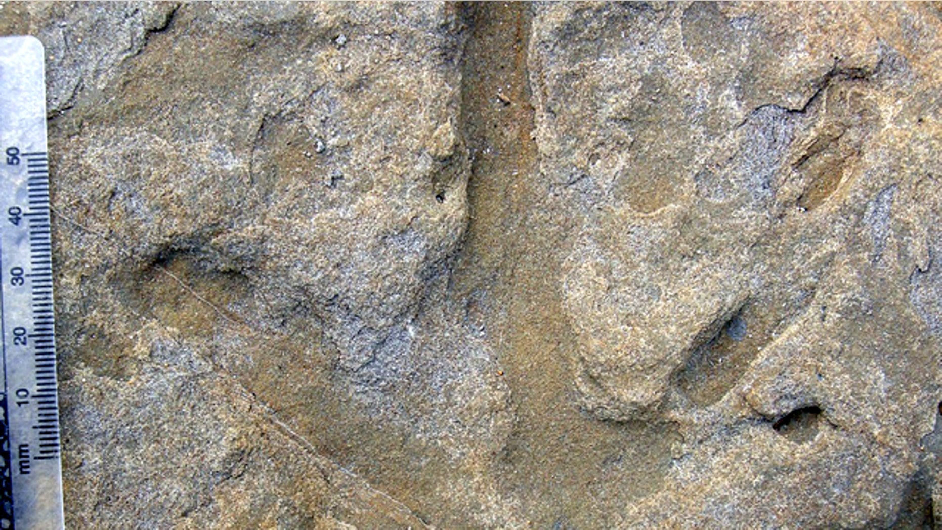 A close up view of one theropod footprint the recent spate of markings found on a beach in Australia, a part of the continent that used to be a part of the South Pole.