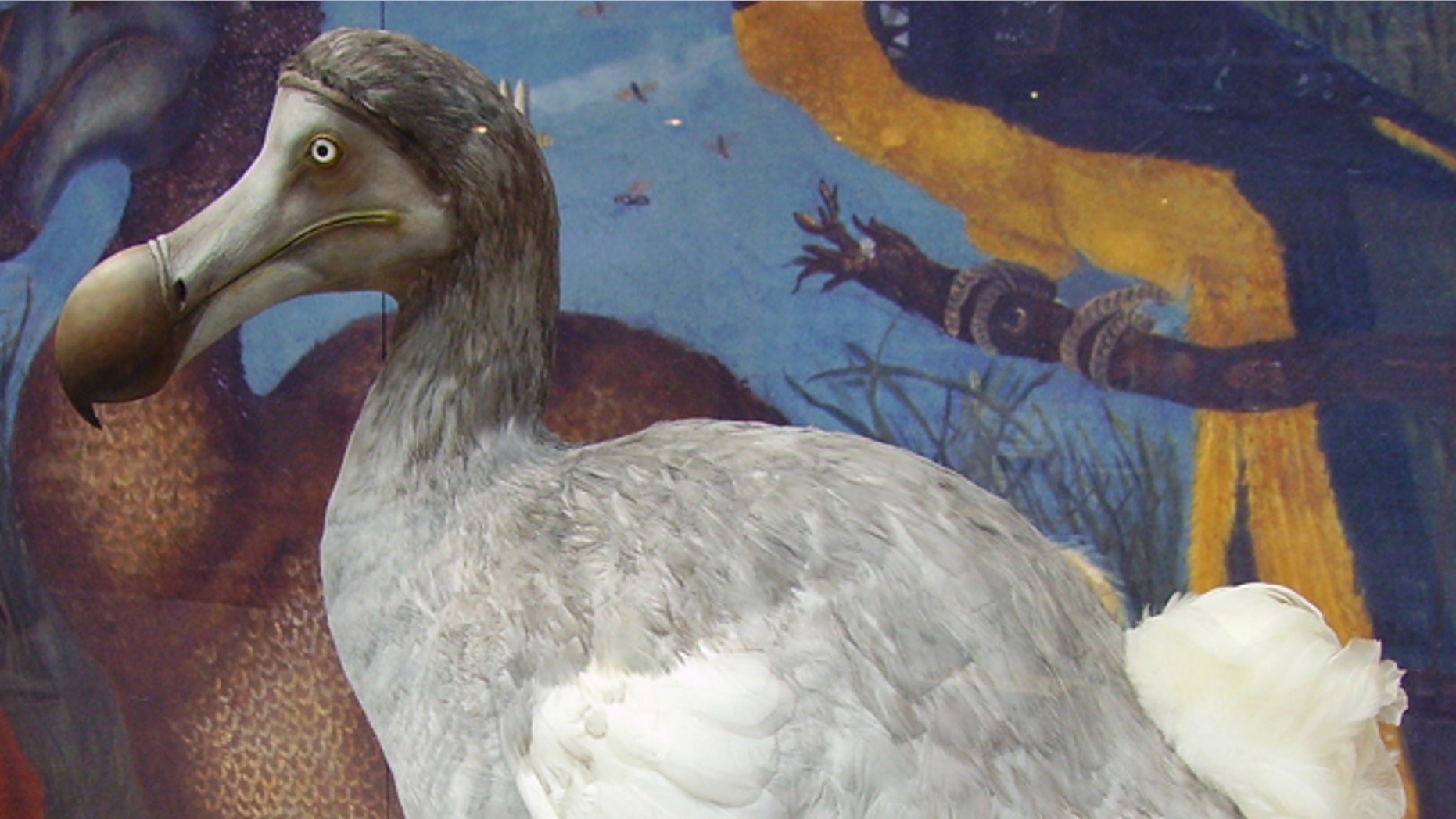The flightless dodo went extinct in the 17th century, as a direct result of mankind's actions. Could modern science have predicted its risk -- and saved the dodo?