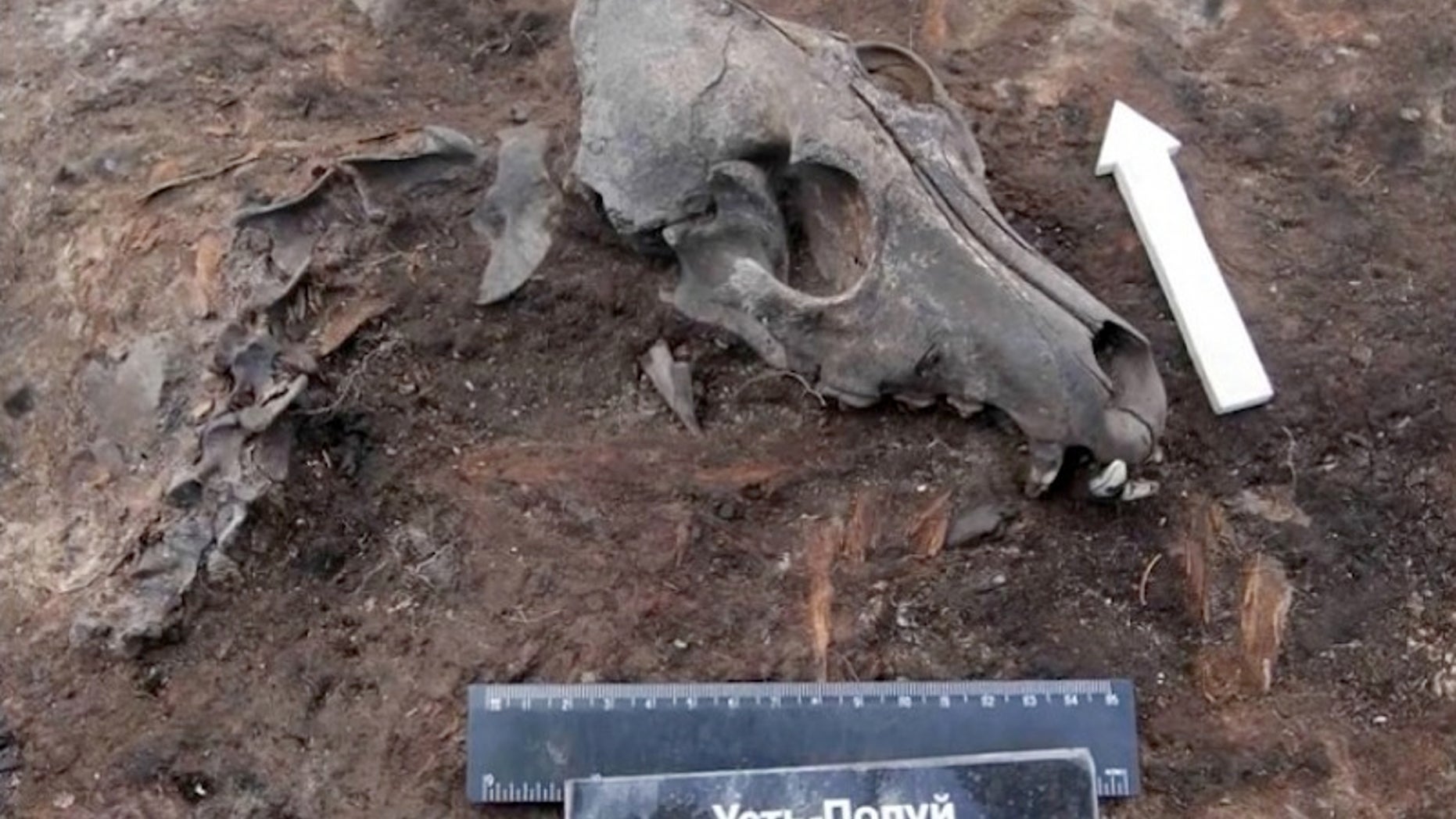 Archaeologists have discovered a prehistoric dog graveyard at a 2,000-year-old village near the Arctic Circle in Russia's Siberia.