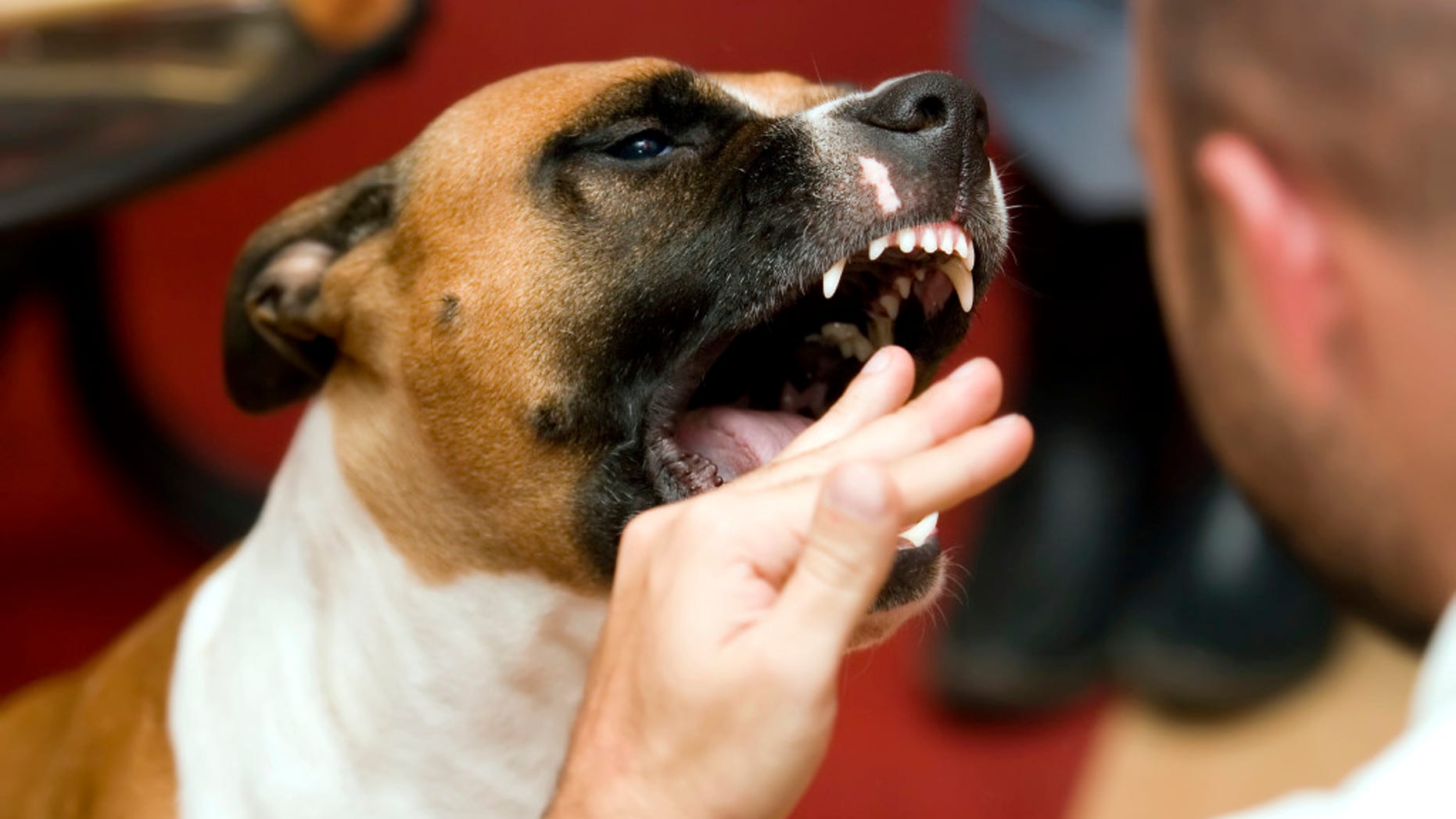 Dog Bites Man