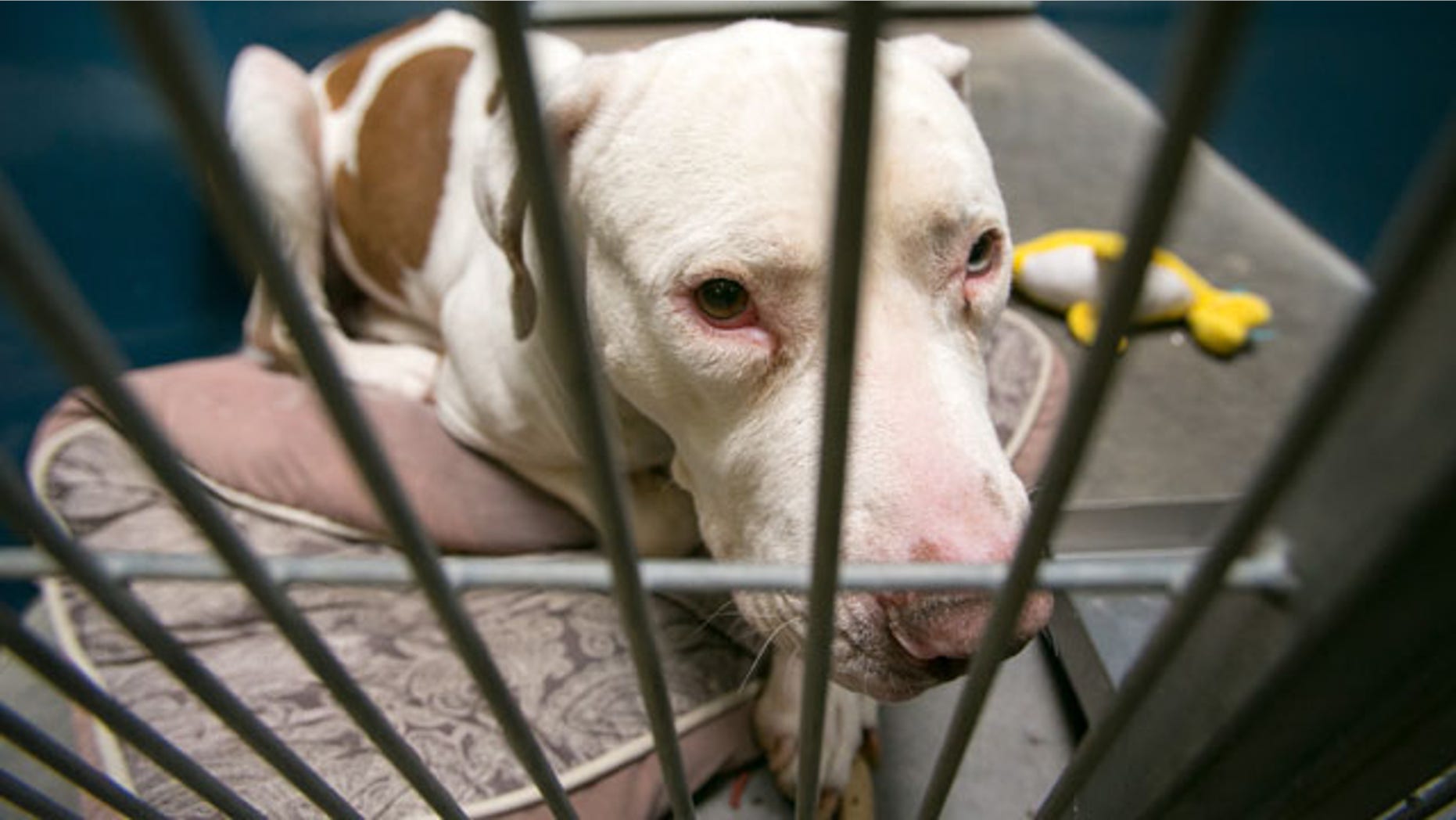 March 11, 2014: This photo shows Mickey, a pit bull, at West Valley Animal Care Center in Phoenix, Ariz. Mickey attacked four-year-old Kevin Vicente on Feb. 20, 2014. Mickey is now the object of a Facebook page that has garnered more than 39,000 likes on Facebook. The fate of Mickey, a pit bull, will ultimately be decided in a court hearing March 25 in Phoenix. Guadalupe Villa, who was at the scene of the attack, has filed a vicious-animal petition to have the dog put down. (AP Photo/The Arizona Republic, Michael Schennum)