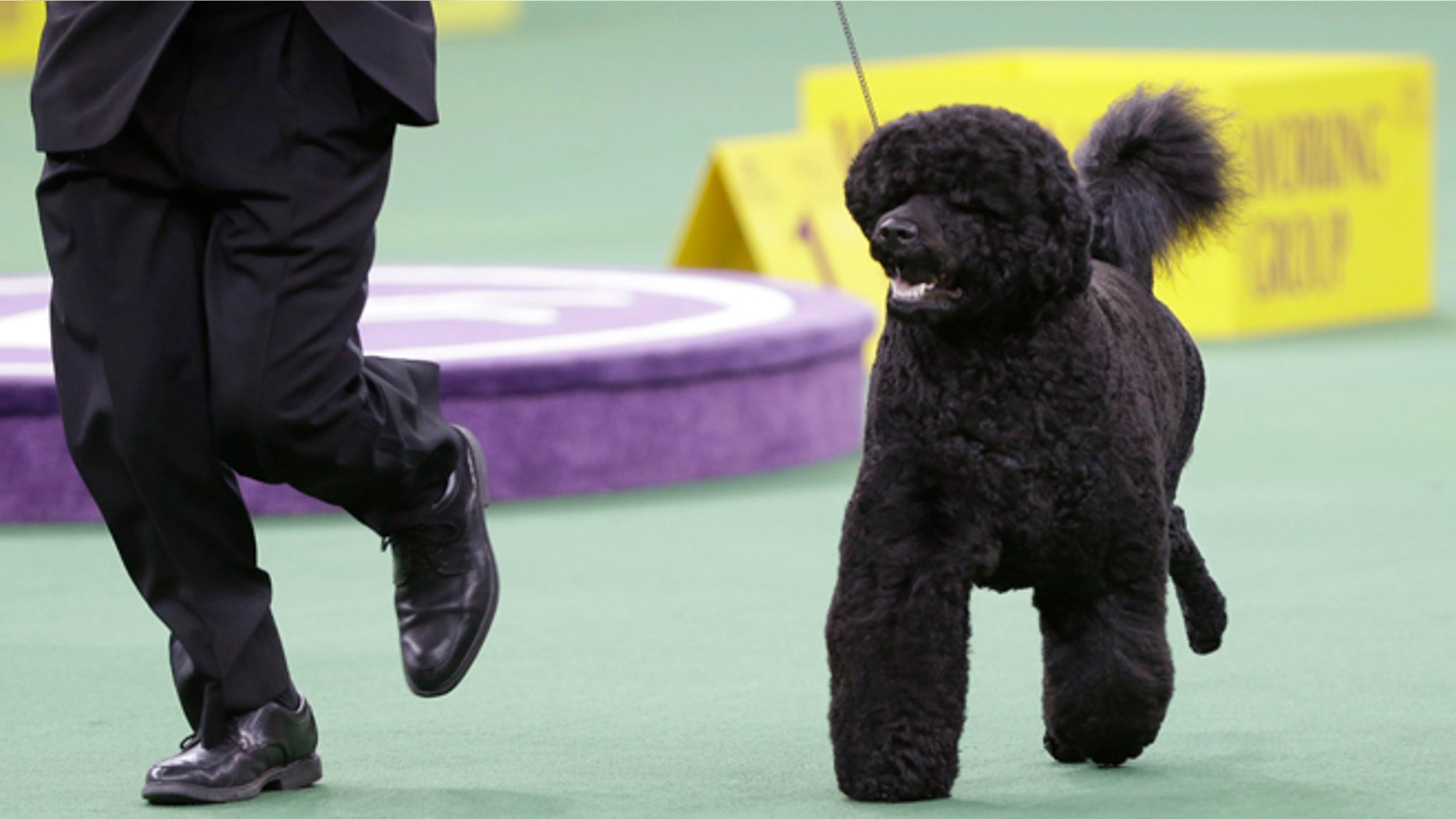 FILE - This Feb. 11, 2014, file photo shows Matisse, a Portuguese water dog, competing in the working group during the Westminster Kennel Club dog show in New York. The Westminster Kennel Club show starts next week in New York and dog lovers all over the world can step right into the judging ring, thanks to the newest tech piece at America's top pooch pageant. (AP Photo/Frank Franklin II, File)