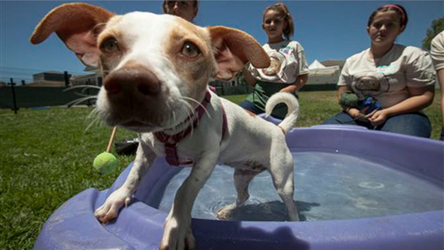 FILE: Children play with a Chihuahua mix female dog at the spcaLA P.D. Pitchford Companion Animal Village & Education Center in Long Beach, Calif.