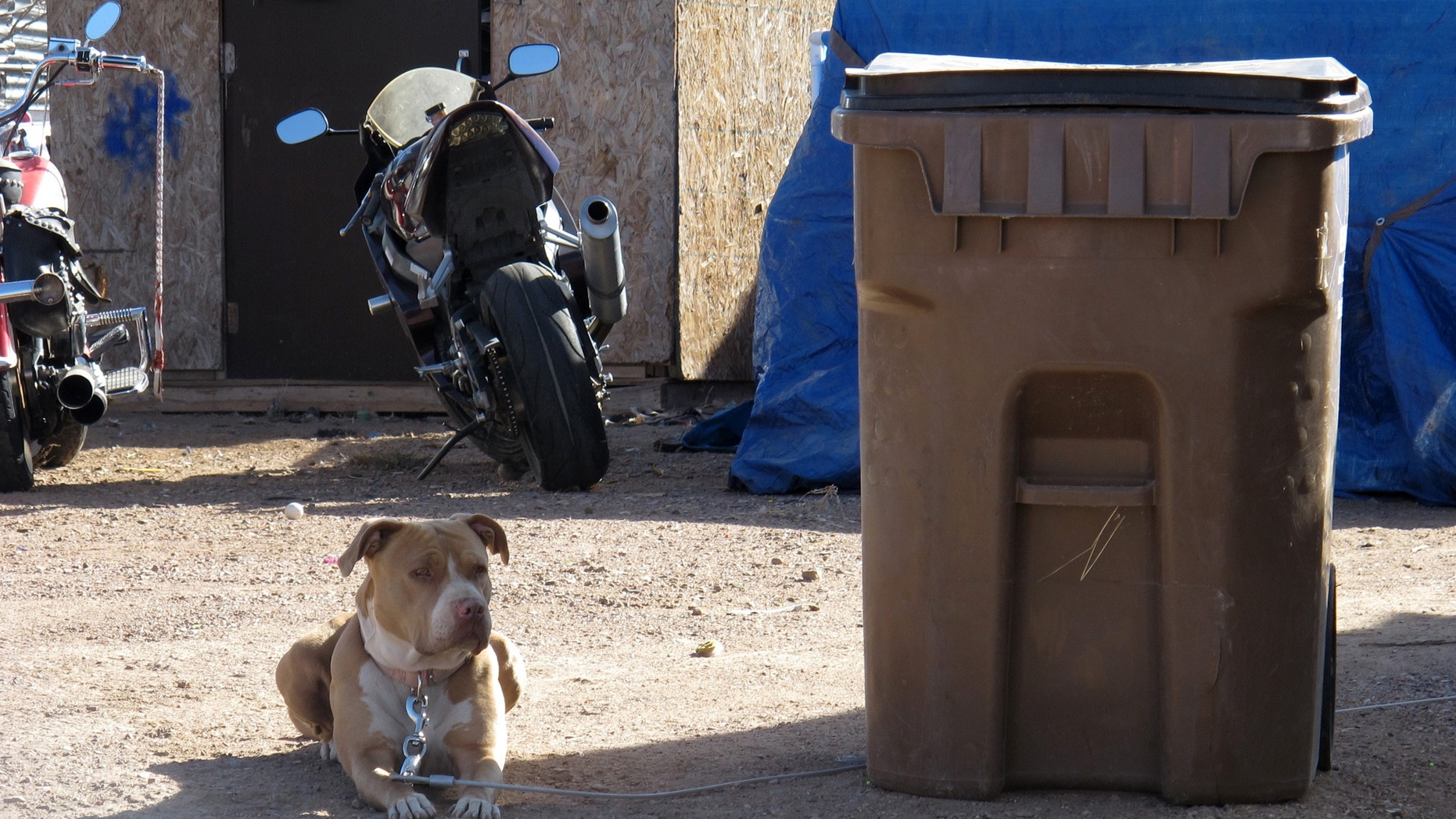 Nov. 29, 2012: One of two pit bulls tied up outside the mobile home where an alleged animal rescuer turned dog napper is accused of stealing two pit bulls.