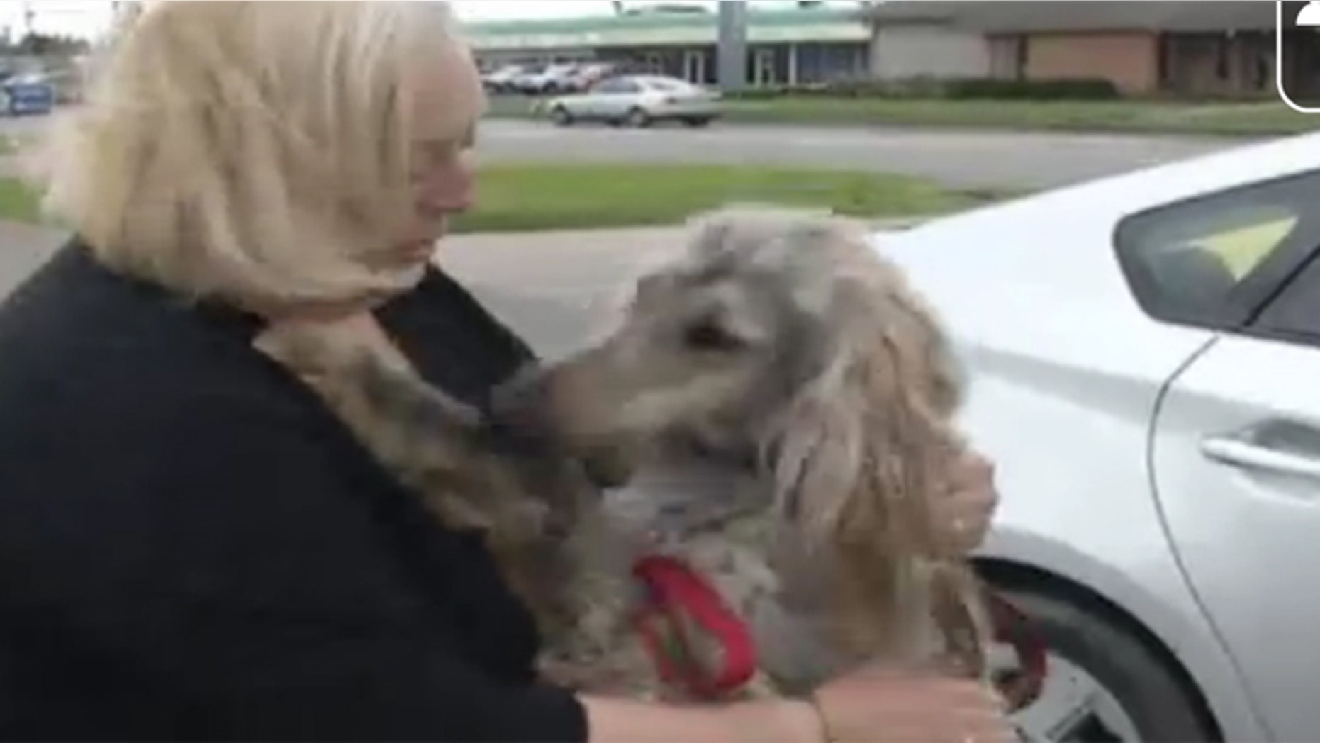 April 3, 2012: Jody Gardner plays with a dog the same breed as her missing dog, Flower.