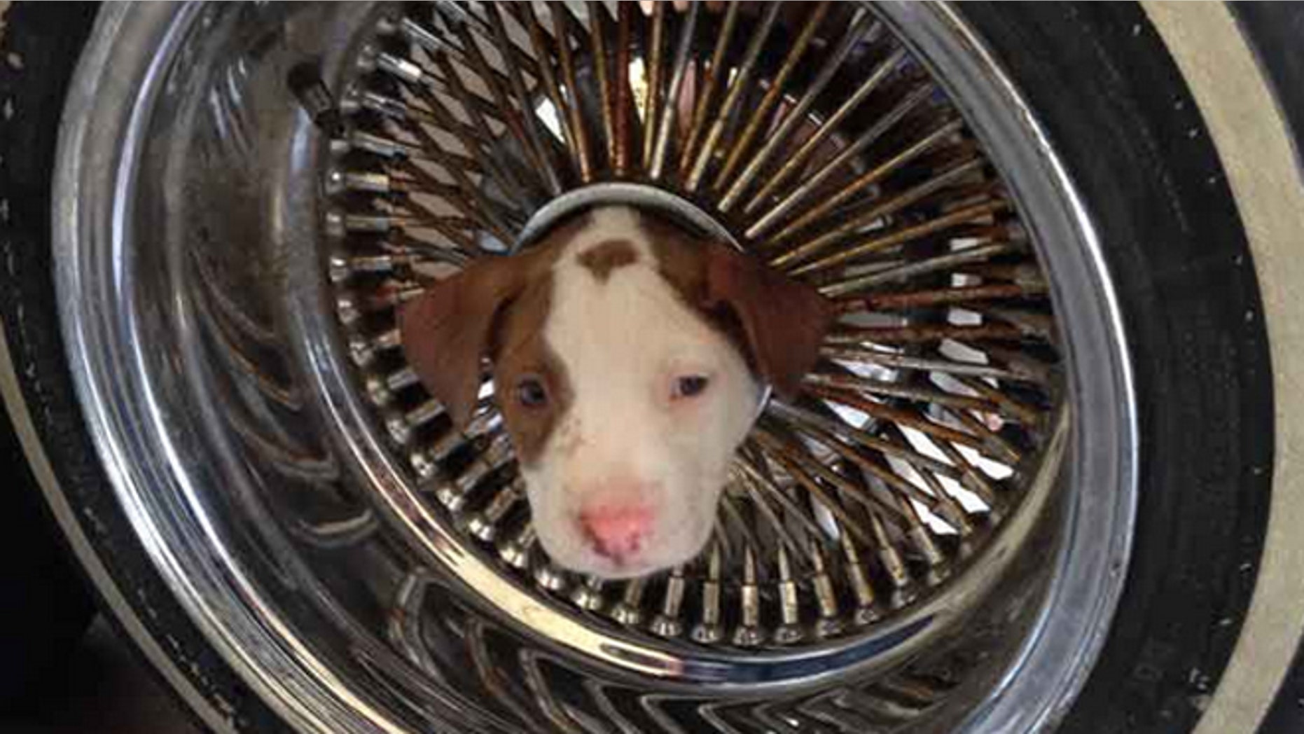 The puppy had its head stuck through the hub of an automobile wheel when its owner brought it to a Kern County fire station on Friday.