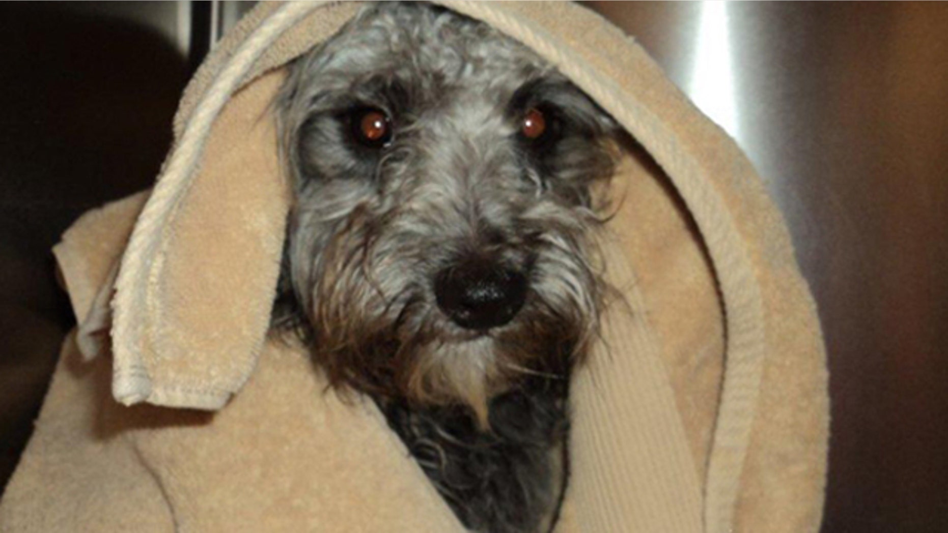 A train engineer avoided crushing a dog tied to the train tracks when he engaged an emergency braking system.