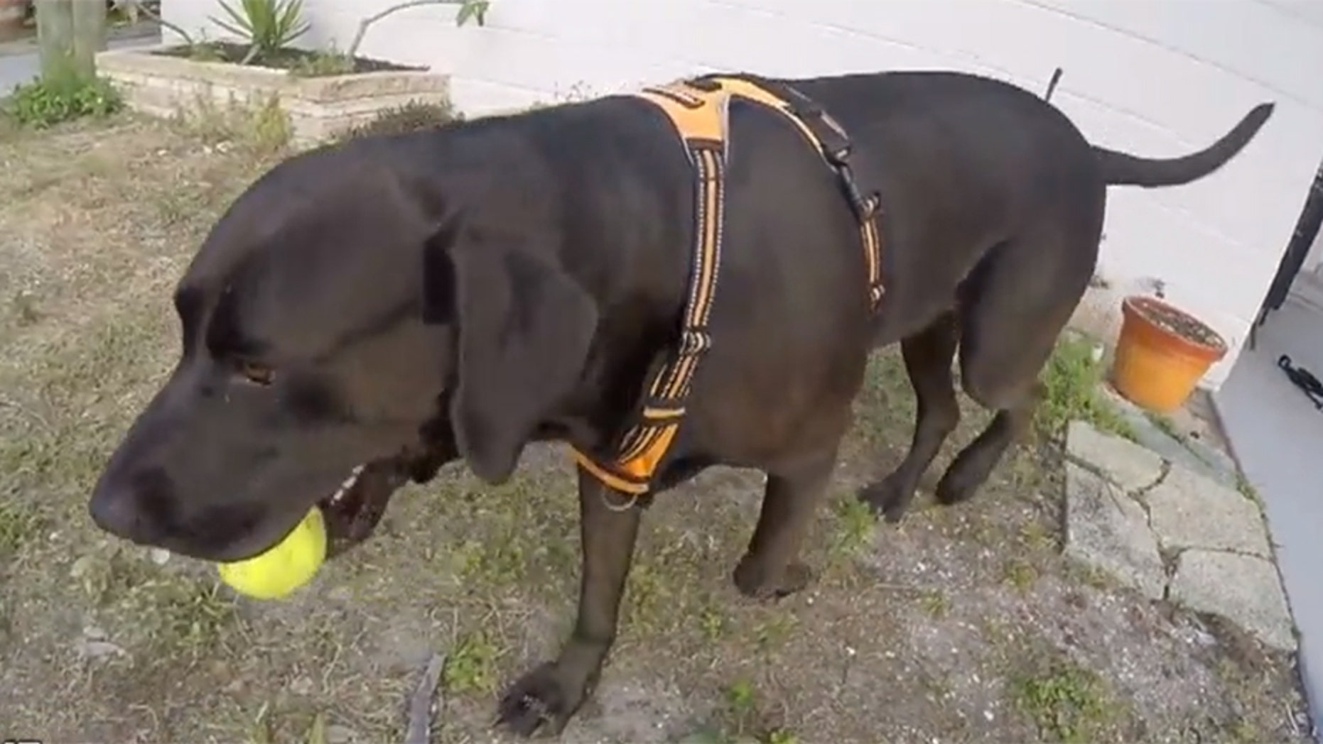 Elario, a Labrador retriever mix, has been the subject of a bitter court custody battle between two former next-door neighbors.