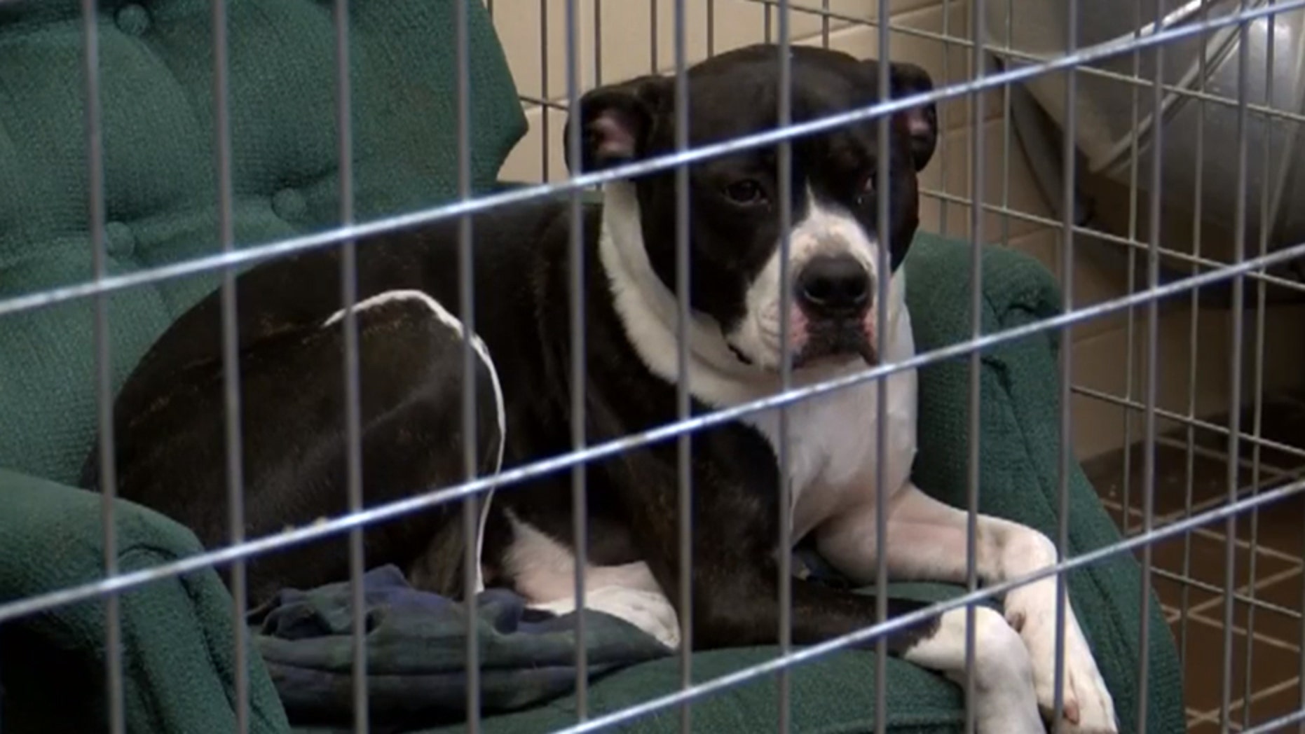 Mickey relaxes at the Knox County Humane Society in Galesburg, Illinois, after someone donated a teal armchair to the shelter.
