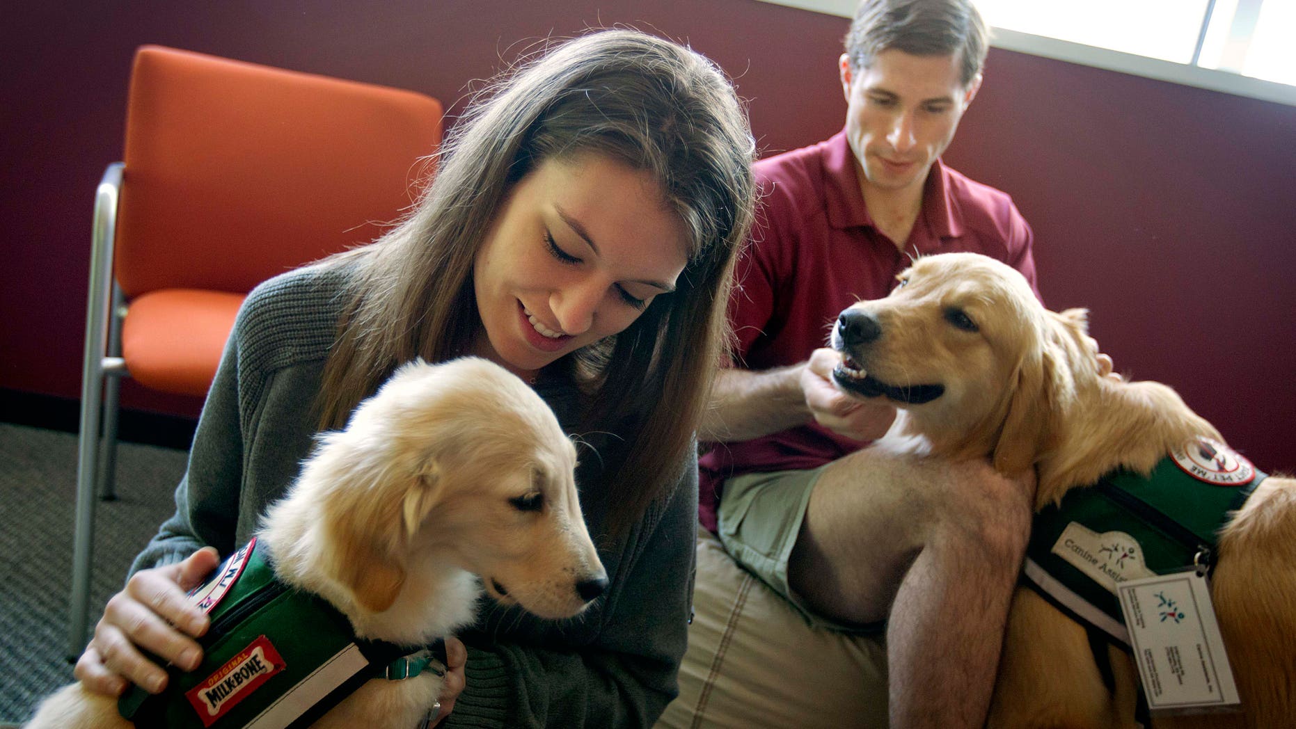 May 2, 2012: In this photo, law students Josh Richey, 22, right, and Lindsay Stewart, 26, play with Hooch, a 19-month-old golden retriever, right, and Stanley, a 4-month-old golden retriever, in between final exams at Emory University in Atlanta.