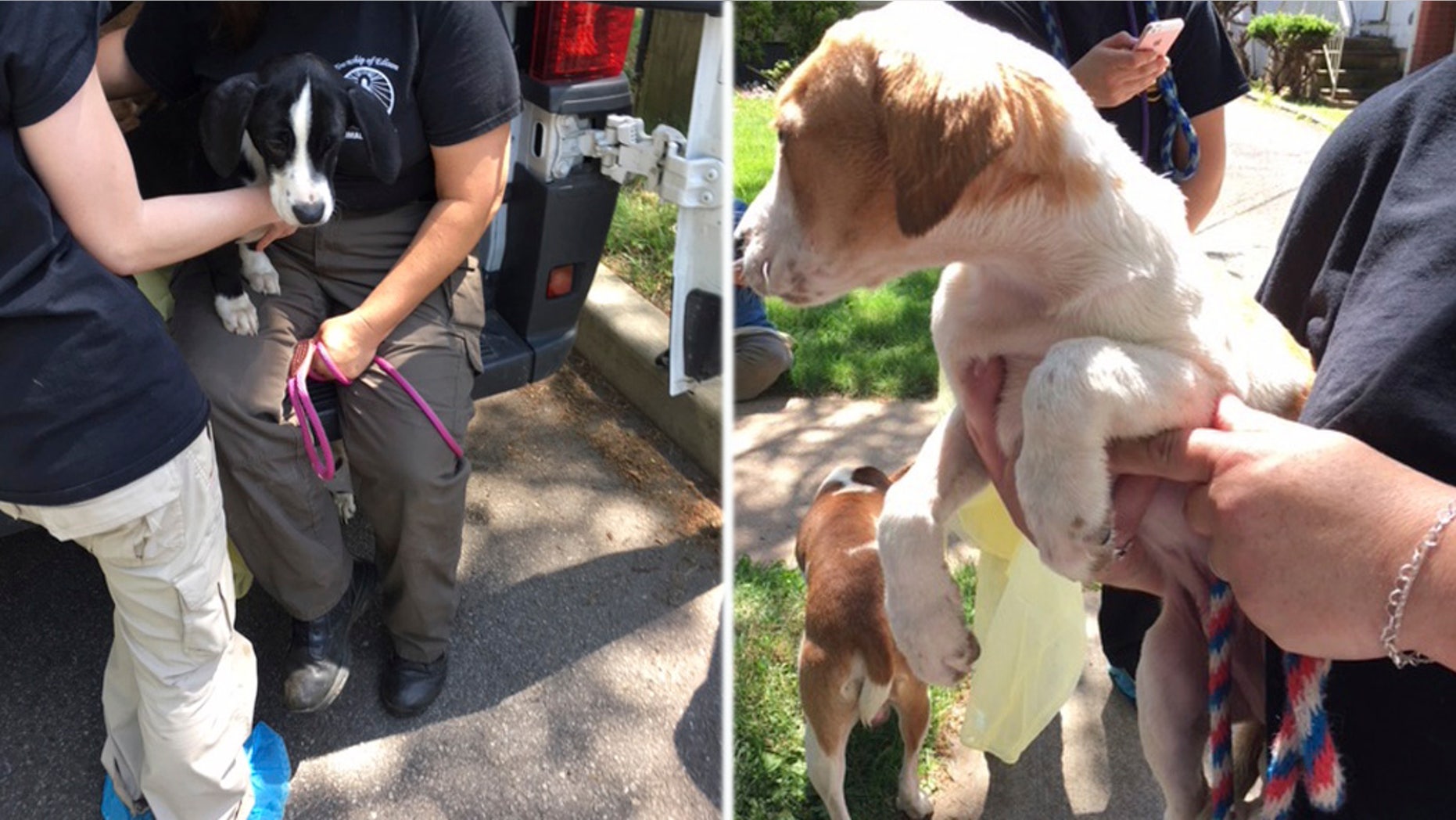 A man in New Jersey is expected to face charges following the rescue of several dozen dogs “living in squalor” at his home, officials announced Wednesday.