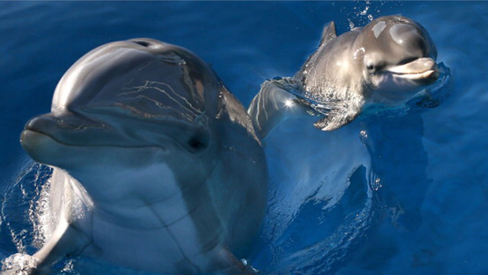 VALLEJO, CA - JANUARY 17: Bella, a Bottlenose Dolphin, swims in a pool with her new calf named Mirabella at Six Flags Discovery Kingdom on January 17, 2014 in Vallejo, California. Bella, a nine year-old Bottlenose Dolphin, gave birth to her first calf on January 9, 2014 at Six Flags Discovery Kingdom. (Photo by Justin Sullivan/Getty Images)
