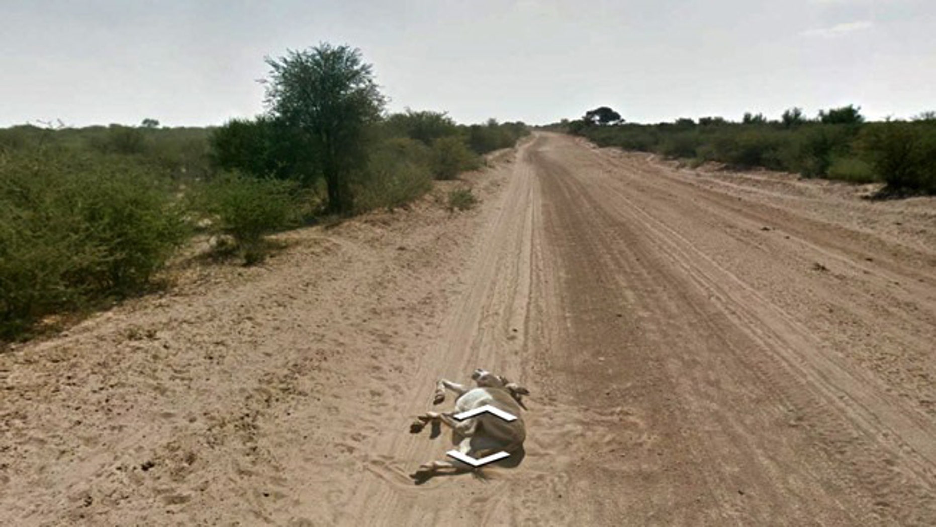 Eagle-eyed web users say this Google Street View image proves that a Google mapping car ran over a donkey.