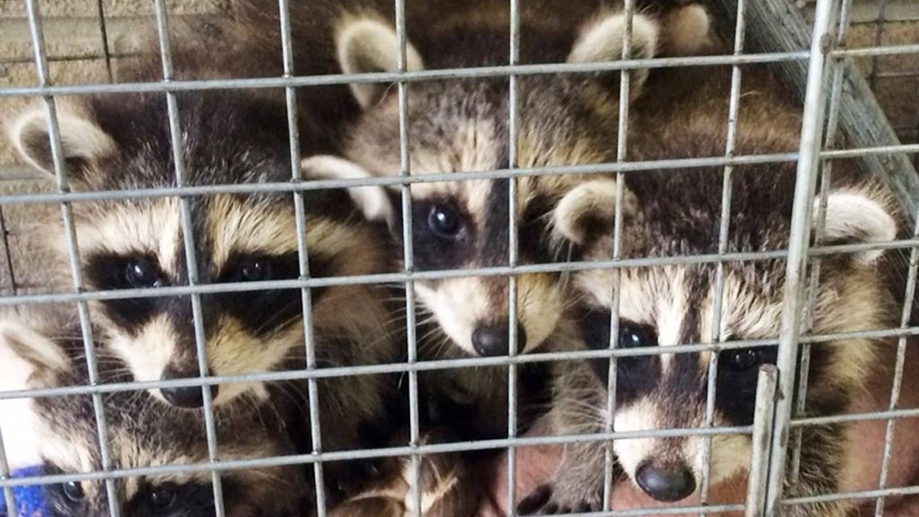 In this Friday, May 23, 2014 photo provided by the Westchester County Department of Health are three young raccoons that were left at the doorstep of the department's office in New Rochelle, N.Y. The health department is asking the person who left the animals to come forward and be tested for rabies, which the raccoons can carry. (AP Photo/Westchester County Department of Health)