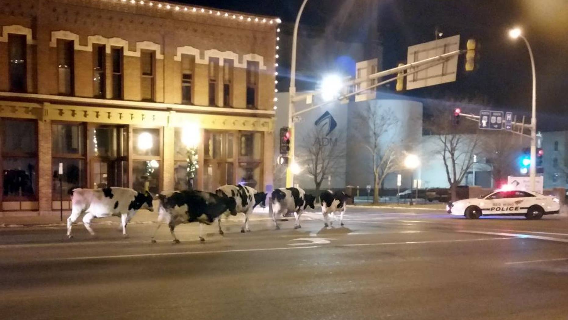 In this Dec. 3, 2014 photo provided by Jeffrey Chandler six wayward dairy cows saunter down the main drag in Red Wing, Minn., a small city tucked along the Mississippi River. Authorities say the owner noticed the cattle were missing when he returned to his farm in Hager City, Wis., and figured they were in Red Wing where he had stopped. (AP Photo/Jeffrey Chaldler)