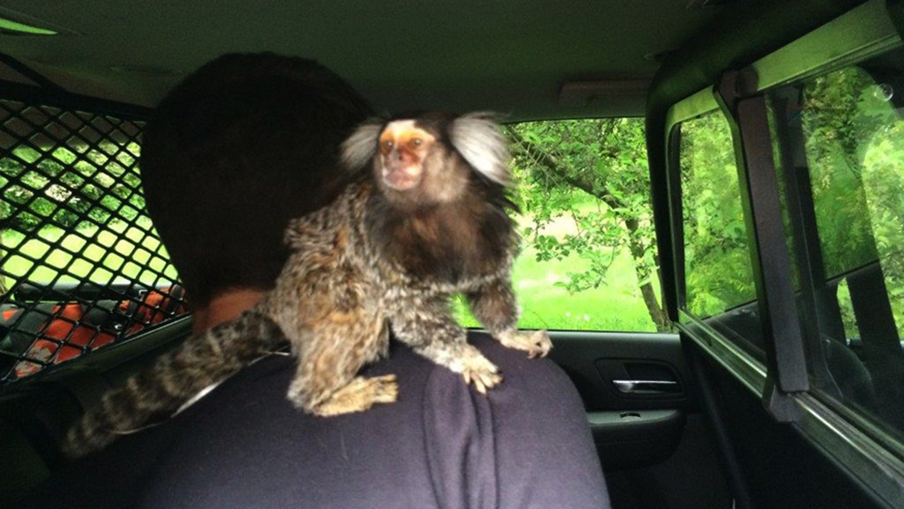 In this photo provided by the Burien Police Department, police officers detain a man with his monkey after he crashed into someone's yard in Burien, Wash., Wednesday, May 4, 2016. The monkey refused to be held by officers, however. They had to call the man's mother to pick up the animal. (Burien Police Department via AP) MANDATORY CREDIT