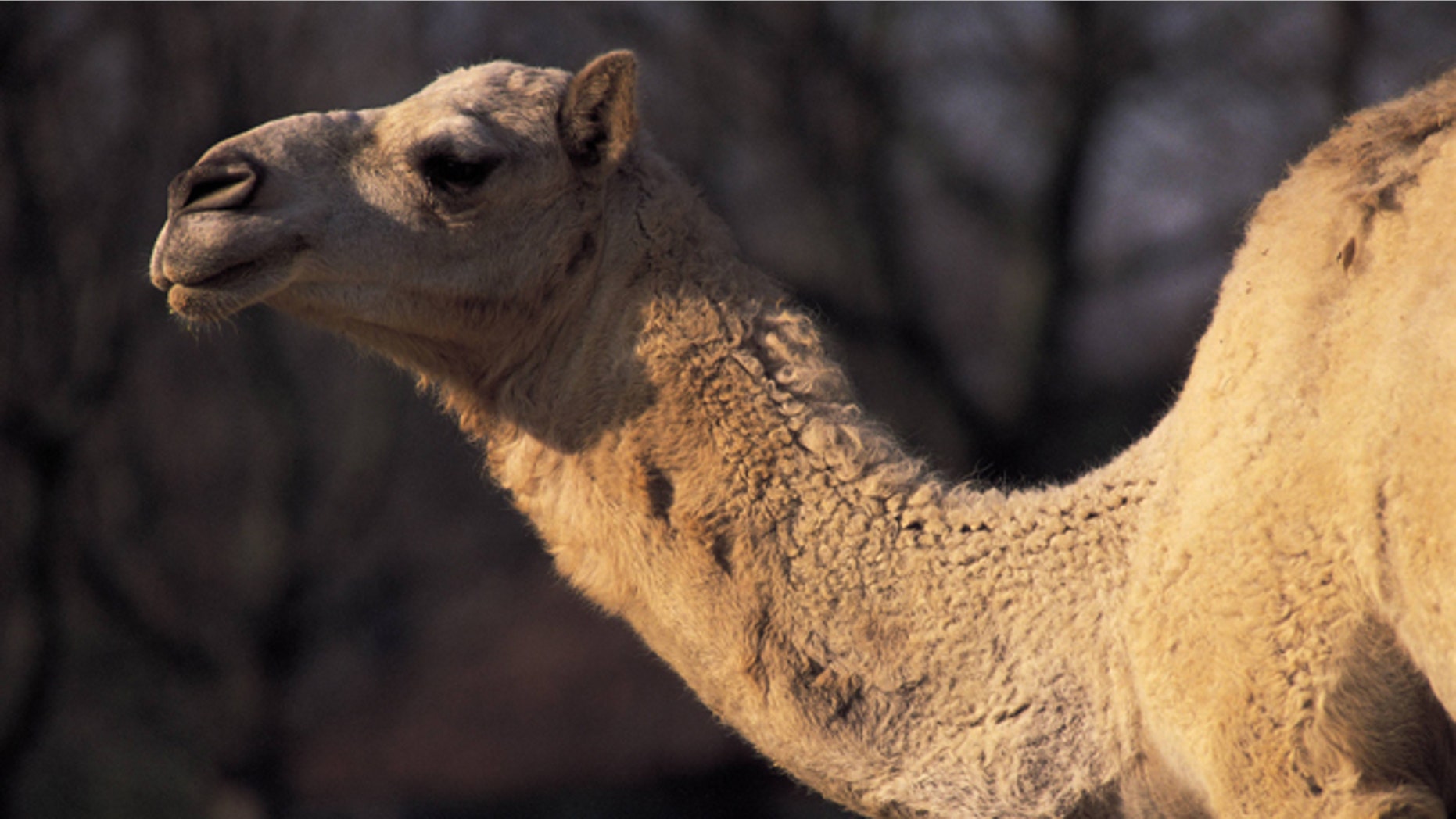Dromedary (Photo by Matias Nieto/Cover/Getty Images)