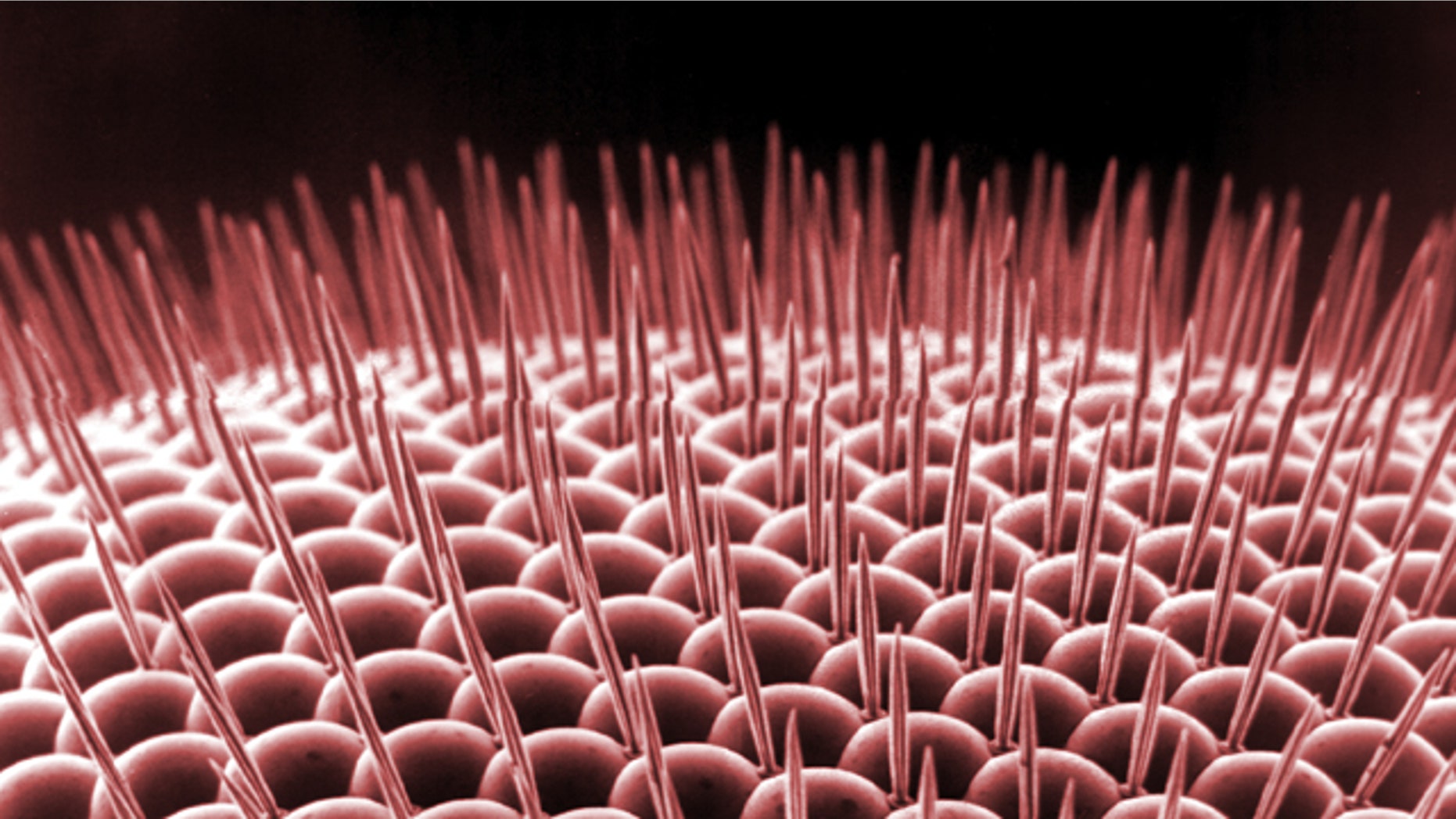 Colorized, microscope image of a part of the fruit fly's eye.
