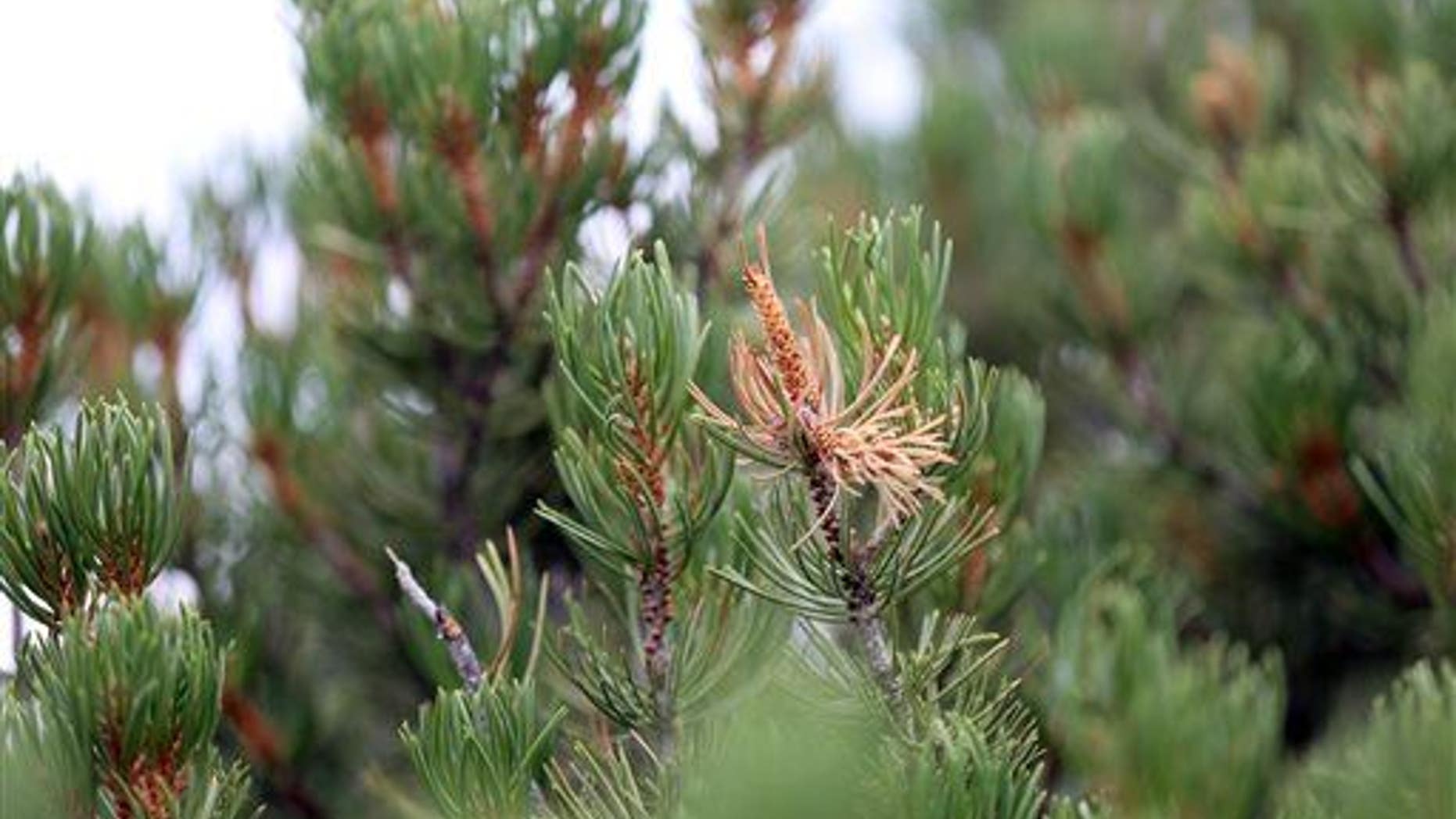 A study shows droughts can continue to stunt trees' growths for years afterward, creating a feedback loop of more droughts and dead trees.