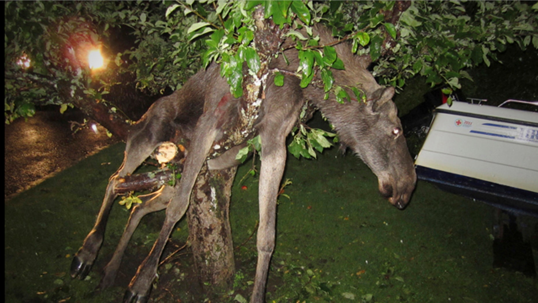 Sept. 6 2011: A seemingly intoxicated moose is discovered entangled in an apple tree by a stunned Swede in Goteborg, Sweden late Tuesday.