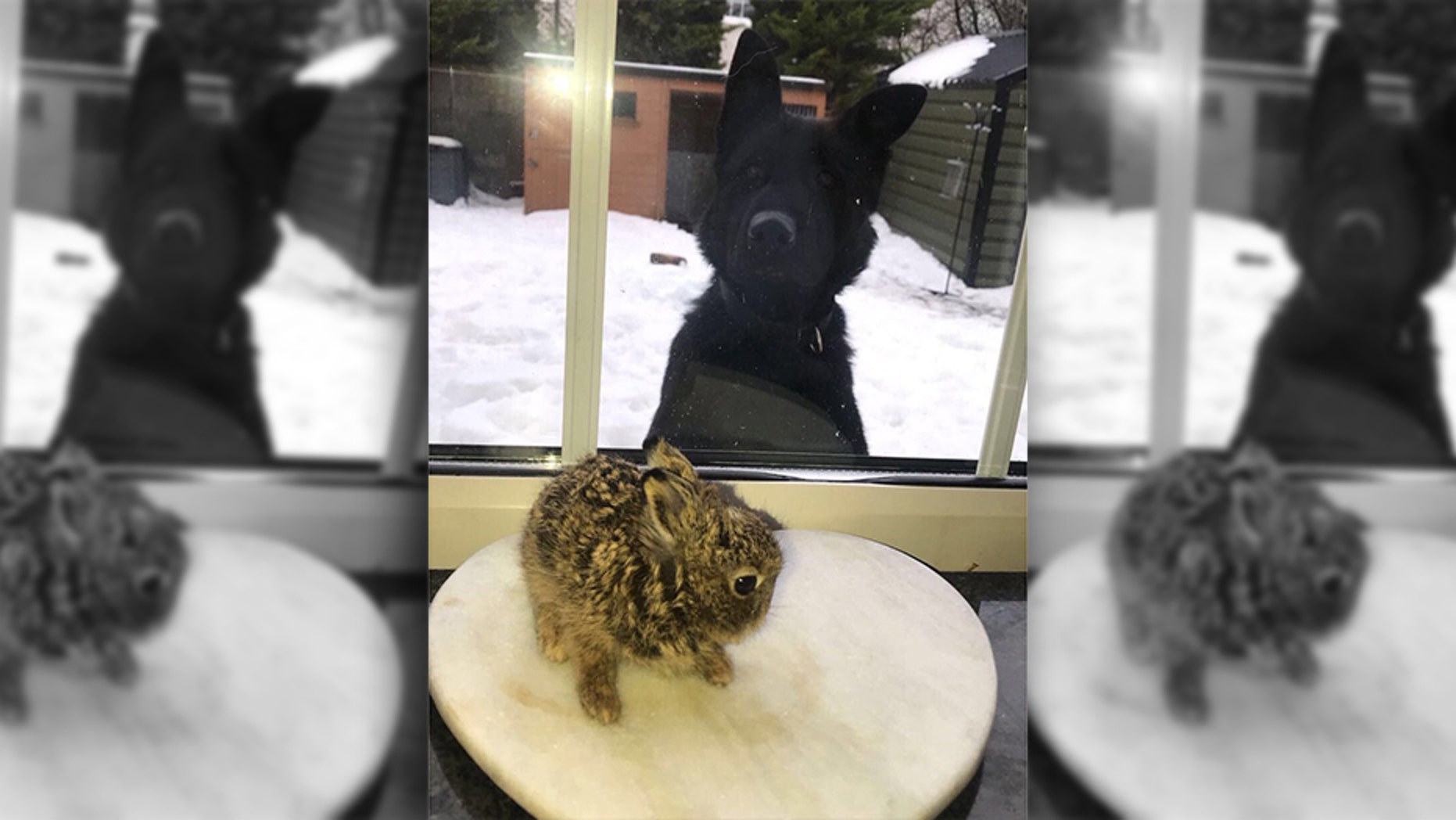 A bunny caught in a storm was rescued by an airport worker and is now warming the hearts of those all across the world.