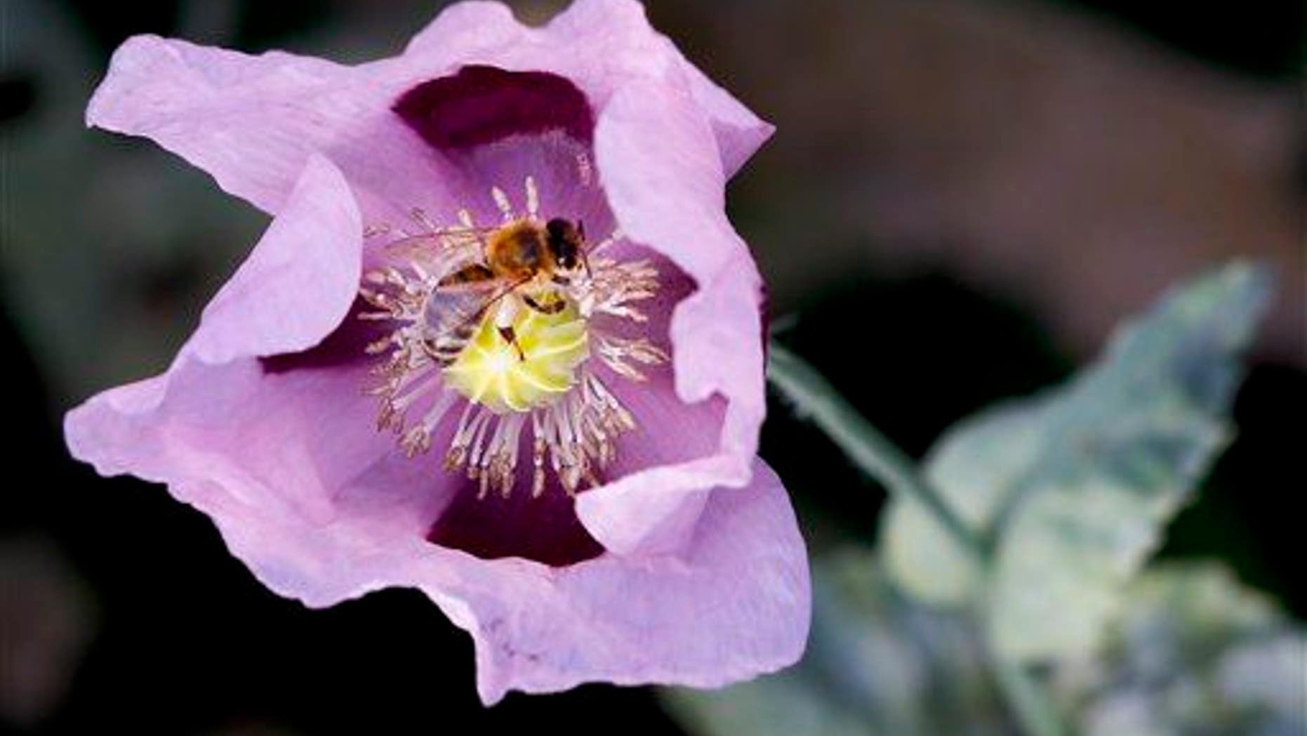 A bee collects pollen from the flower of an opium poppy; the Poison Garden features poppies.