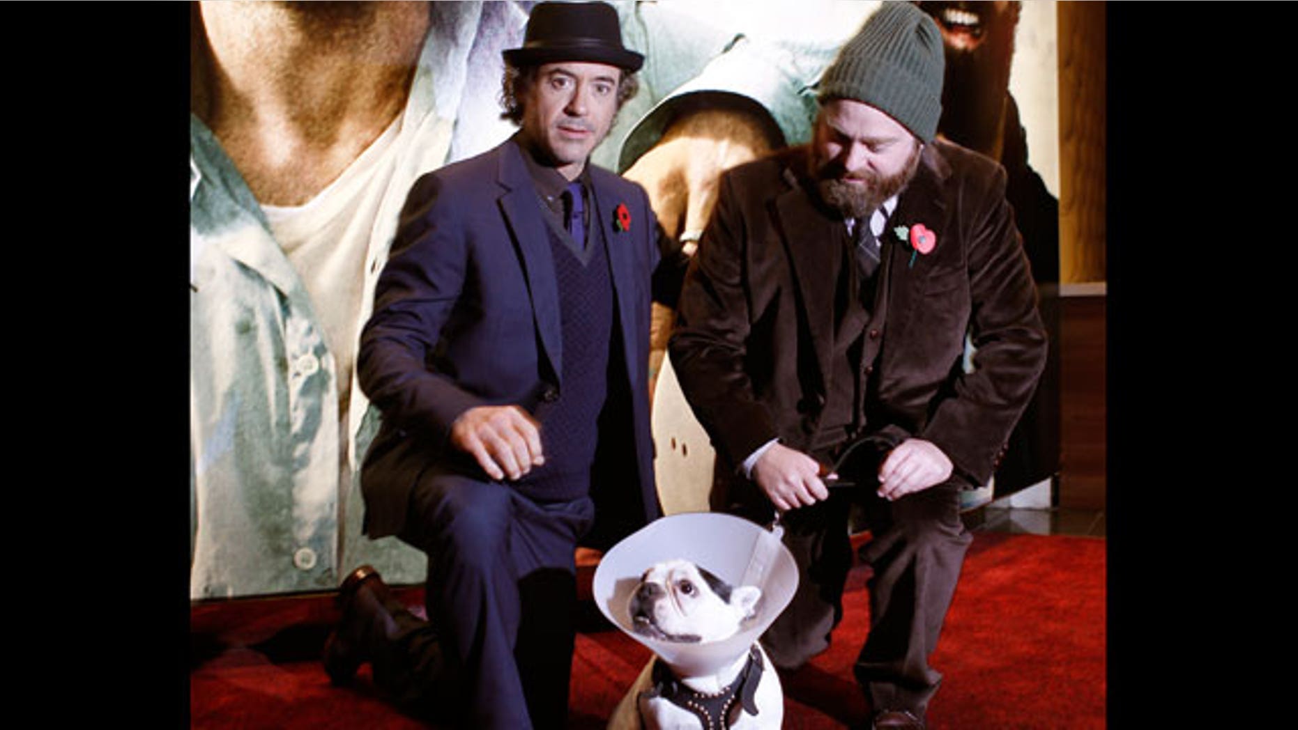 Nov. 2: Robert Downey Jr, left, Zach Galifianakis and Balu the dog arrive for the European premiere of Due Date at a central London cinema.
