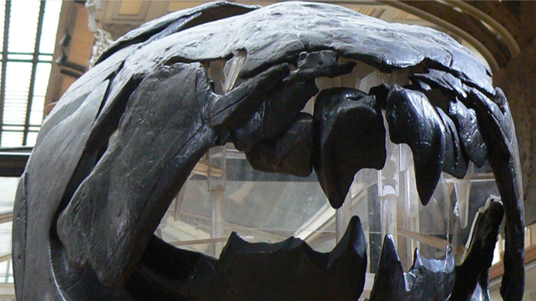 A dunkleosteus skull, seen on display in the Muséum National d'Histoire Naturelle in Paris, France.