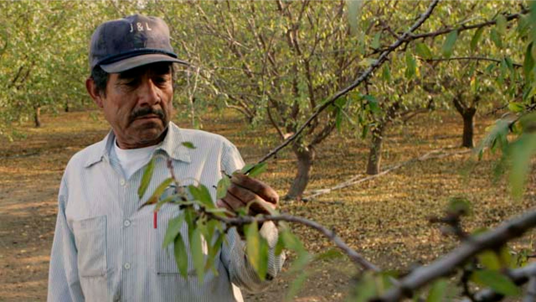 FILE - In this Dec. 10, 2008, file photo Shawn Coburn, a farmer who grows thousands of acres of almonds on the west side of Central California's Fresno County, and his foreman, Juan Guadian, right, inspect an almond orchard in Mendota, Calif. Coburn, who is politically active, said the mandatory E-Verify plan, which would require all American businesses to confirm their employees are legally entitled to work in the U.S., would be disastrous. "I don't think it's going to happen, but if it does it would throw the California economy for a loop," he said of an industry where 80 percent of the field workers are illegal immigrants. (AP Photo/Marcio Jose Sanchez, File)
