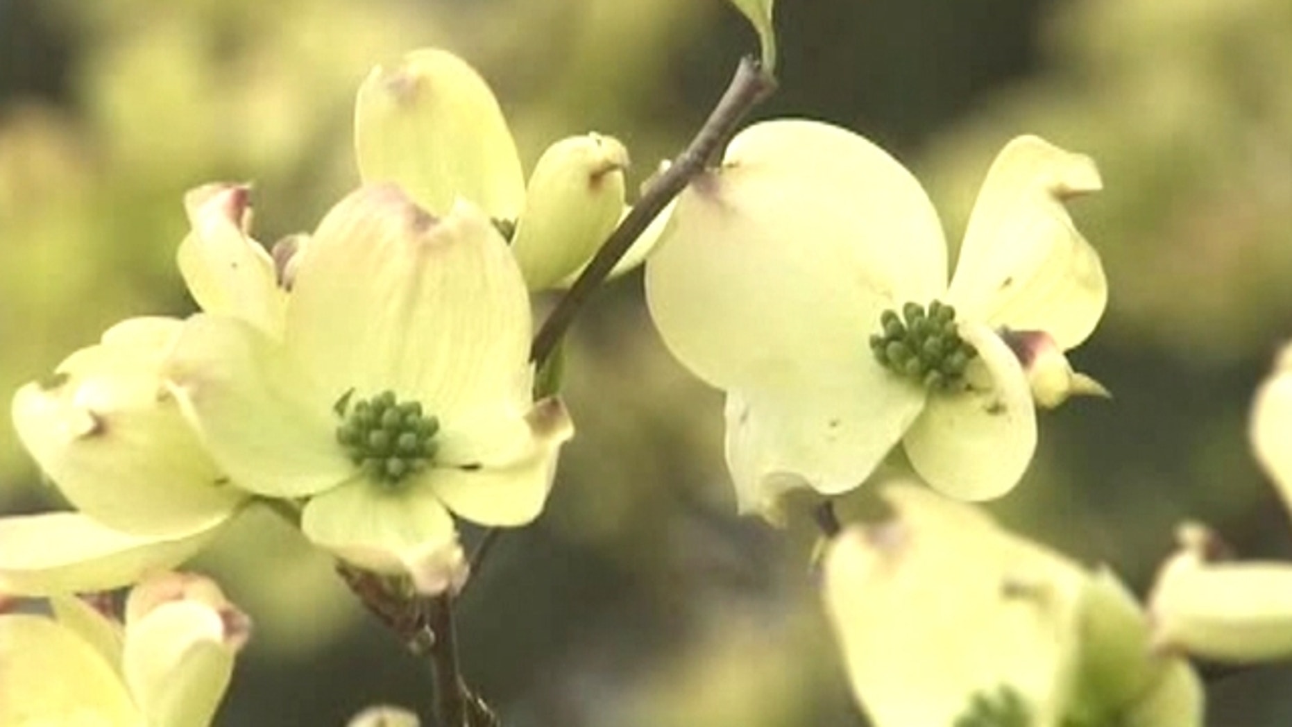 High Pollen Counts Tied To Er Visits For Asthma Fox News