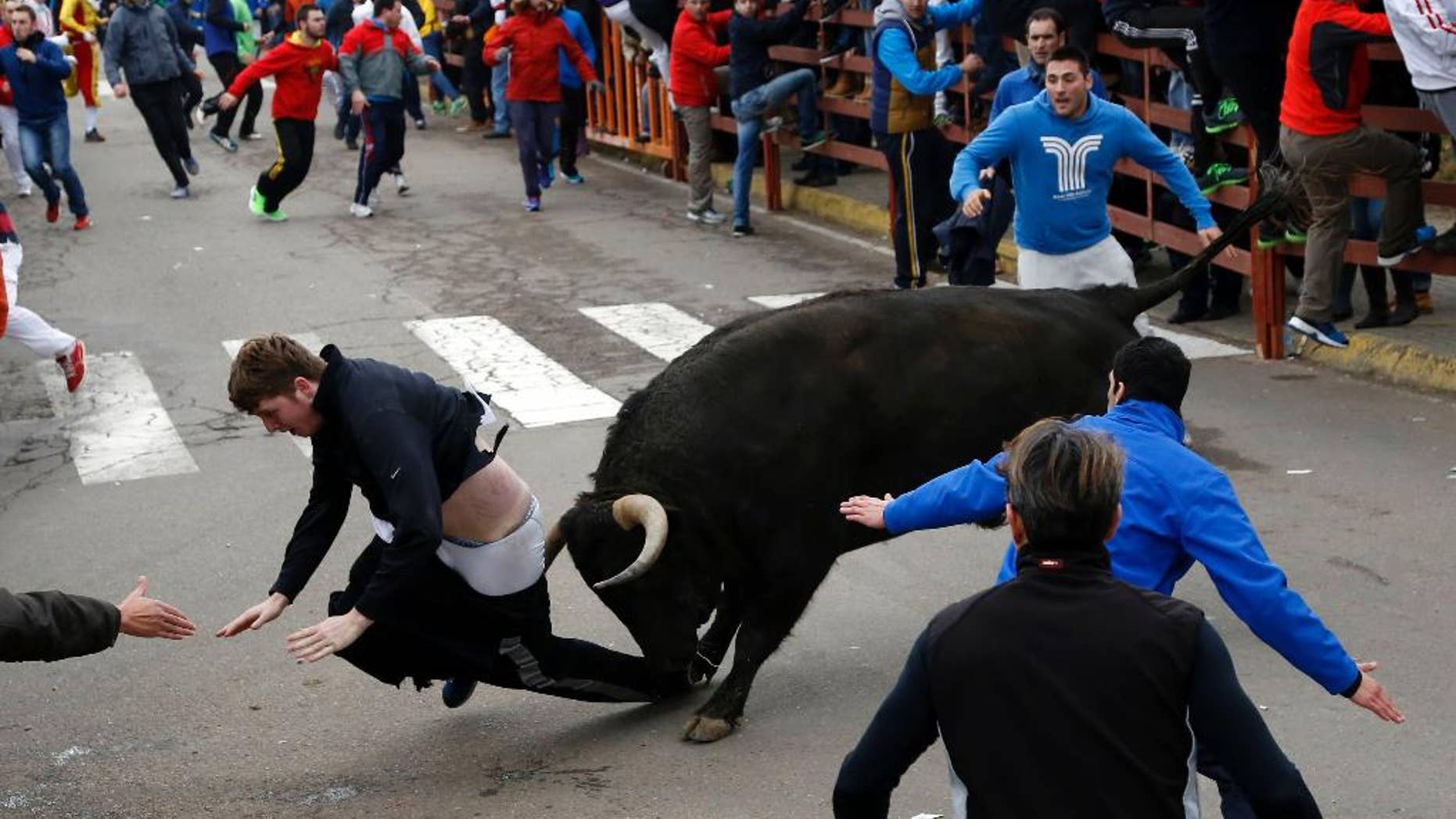 Fotografía del sábado 14 de febrero de 2015 muestra al estadounidense Benjamin Miller, de 20 años y originario de Georgia, siendo cornado por un toro de lidia durante el "Carnaval del Toro", en Ciudad Rodrigo, España. (Foto AP/José Vicente)