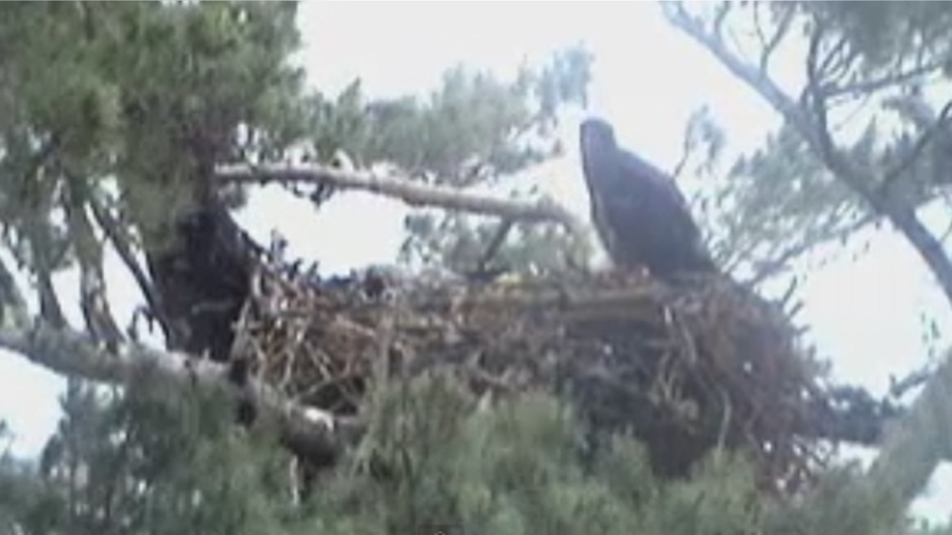 In coastal Maine, a struggling eaglet died last weekend after wildlife experts decided to let nature take its course, triggering outcry from viewers across the country.