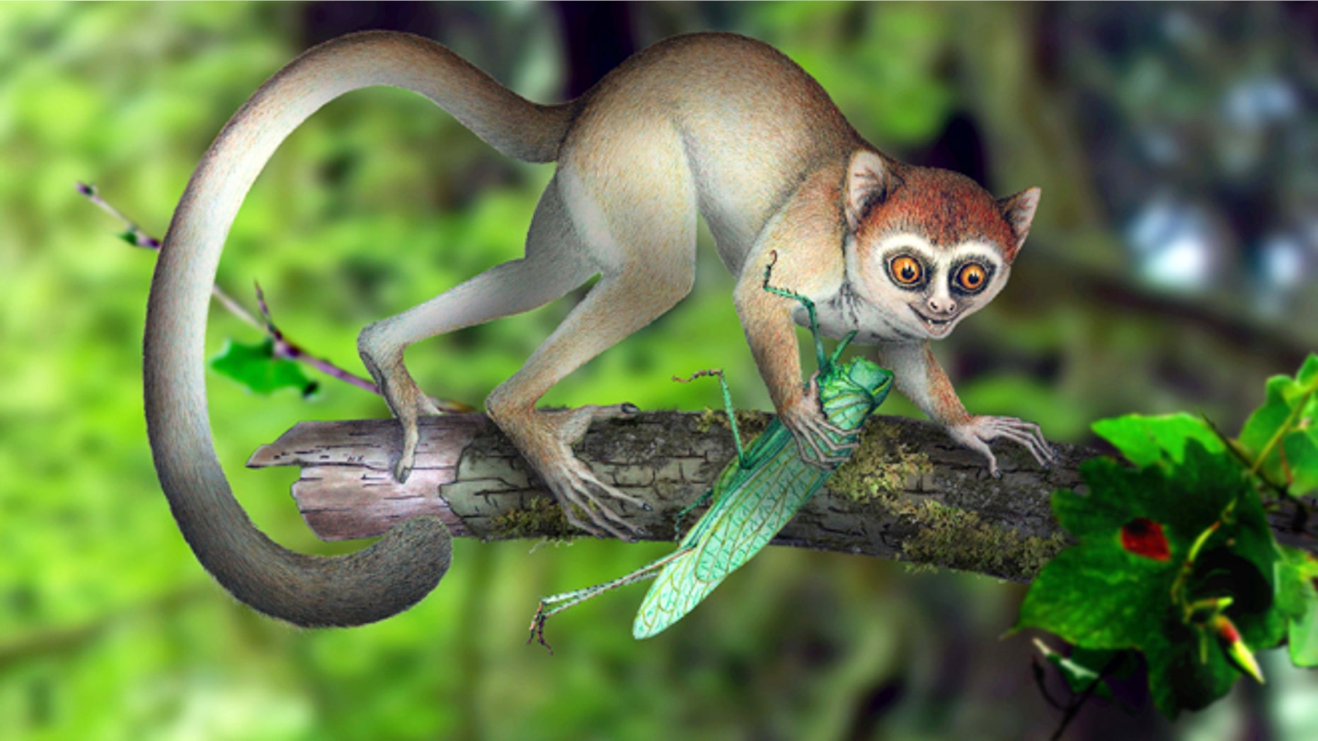 A reconstruction of Archicebus achilles in its natural habitat of trees. One of our earliest primate relatives was a hyperactive wide-eyed creature so small you could fit a few of them in your hand, if they would just stay still long enough, new fossil evidence shows.