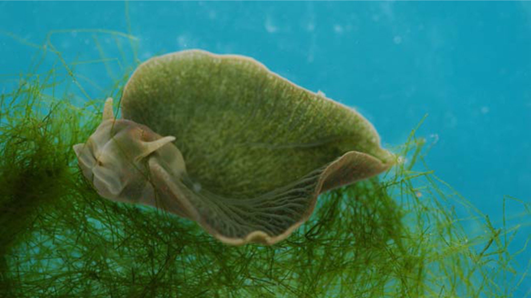 This green slug, which is part animal and part plant, produces its own chlorophyll and so can carry out photosynthesis, turning sunlight into energy, scientists have found.