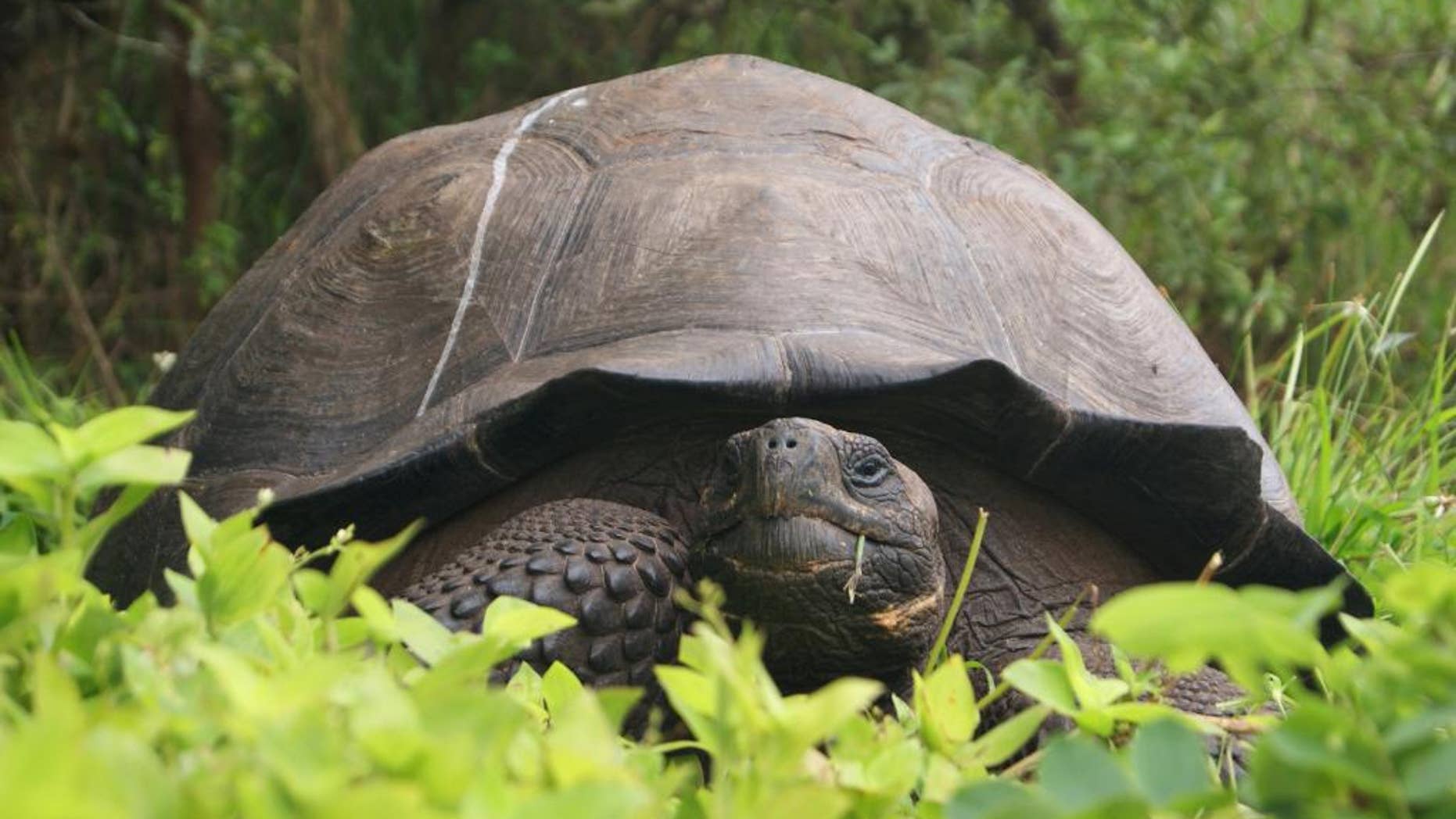 This Aug. 30, 2015 photo released by Galapagos National Park shows a new species of tortoise on Santa Cruz Island, Galapagos Islands, Ecuador. The national park said in a statement on Tuesday, Oct. 20, 2015 that the discovery of the species brings to 15 the number of known species of giant tortoise living on the archipelago. The newly identified species is estimated to number 250 and was christened Chelonoidis donfaustoi after park ranger Fausto Llerena. (AP Photo/Galapagos National Park)