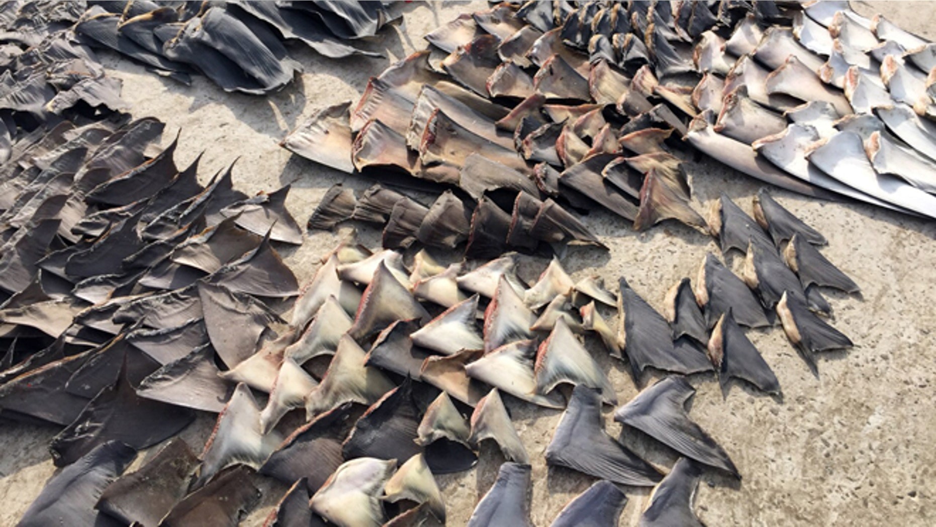 This photo released by Ecuador's Attorney General, shows hundreds of shark fins seized by the police in Manta, Ecuador, Wednesday, May 27, 2015. According to the Interior Minister of Ecuador, the police siezed about 200 thousand shark fins that where about to be exported illegaly to Asia. (Fiscalia General del Ecuador via AP)