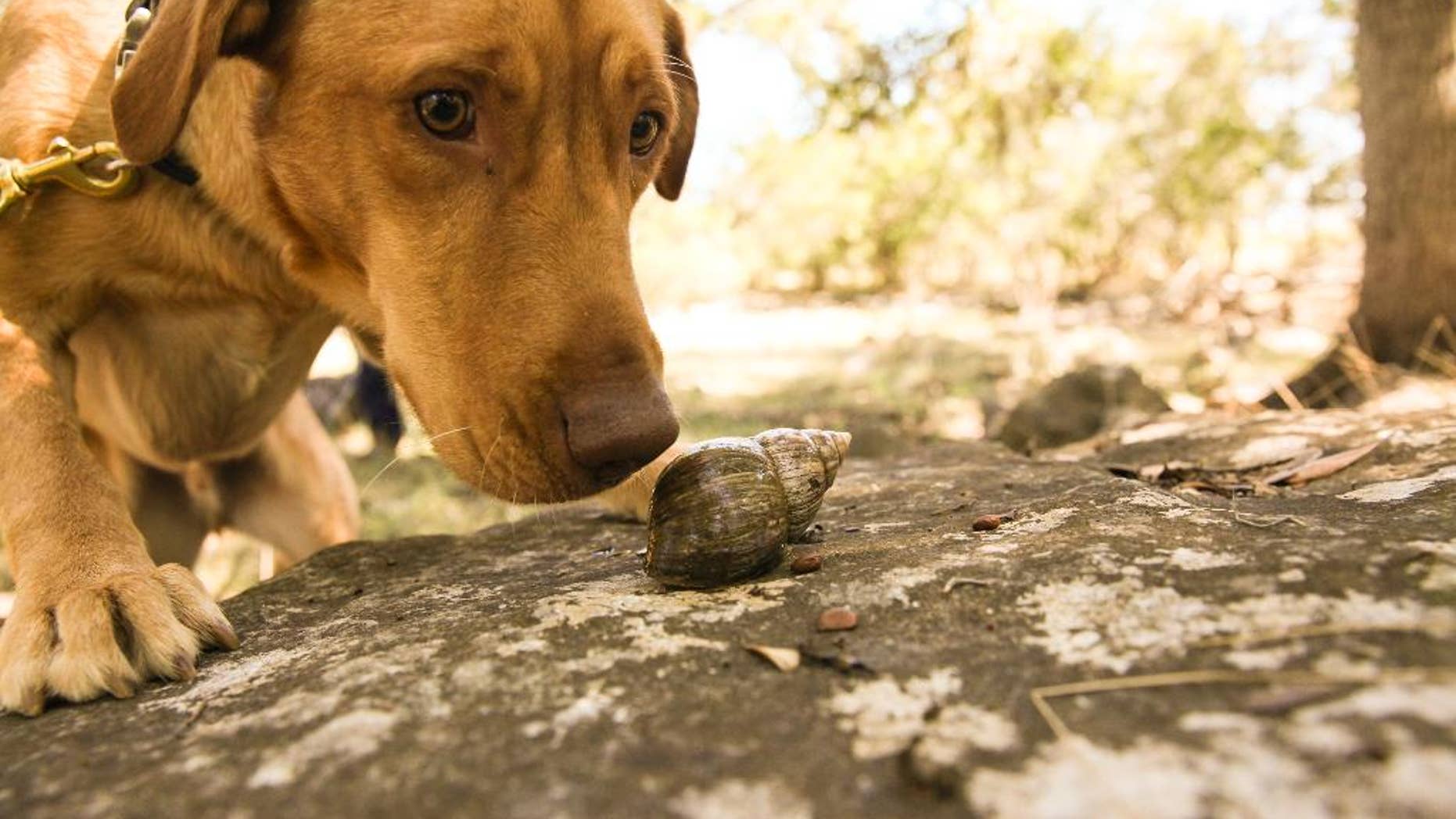 In this Oct. 25, 2014 photo, courtesy of Rebecca Ross, Darwin the Labrador retriever sniffs at a snail in while being trained in Texas. Darwin traveled in December from Texas to the the Galapagos island Santa Cruz. Darwin is one of two dogs selected to hunt the mollusk on the island, which is the largest species of snail found on land and can grow to 20 centimeters (7.8 inches) long. (Rebecca Ross/Dogs for Conservation via AP)