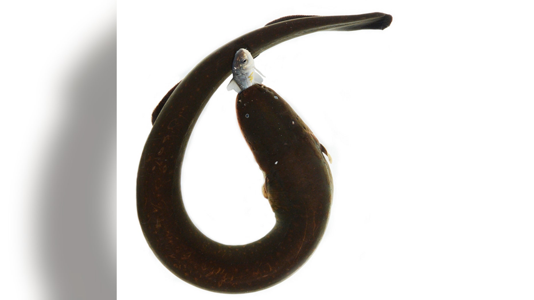 An electric eel curls its body to deliver a powerful shock to a prey item.