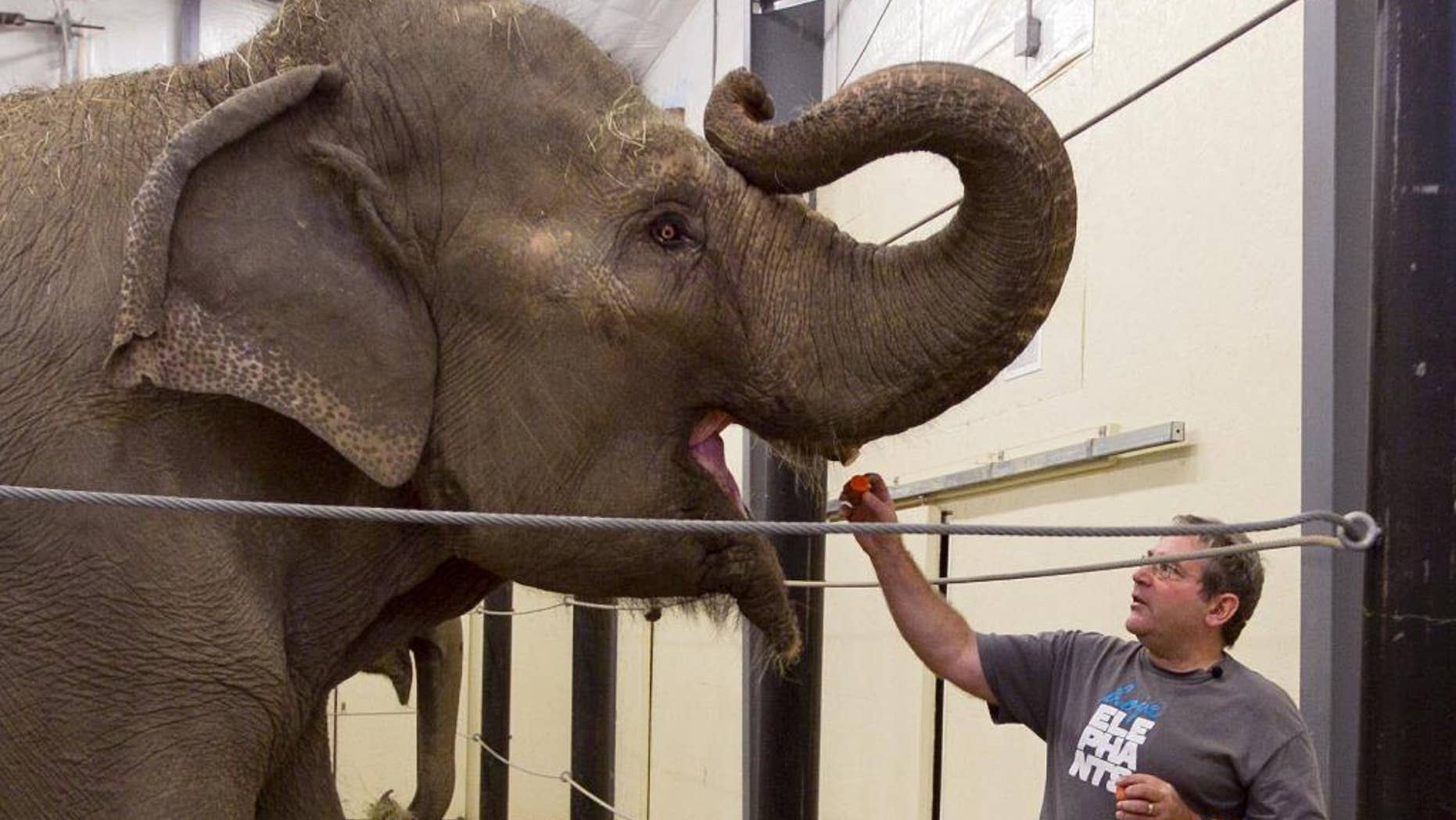 FILE - In this Nov. 13, 2012 file photo, Jim Laurita, executive director and foounder of Hope Elephants, feeds a carrot to one of the two retired circus elephants at his not-for-profit rehabilitation and educational facility in Hope, Maine. Knox County Sheriff deputies said Laurita was found dead Tuesday, Sept. 9, 2014, in the animals' barn. Police say Laurita appeared to have fallen and struck his head on a cement floor. A medical examiner will determine his cause of death. (AP Photo/Robert F. Bukaty, File)