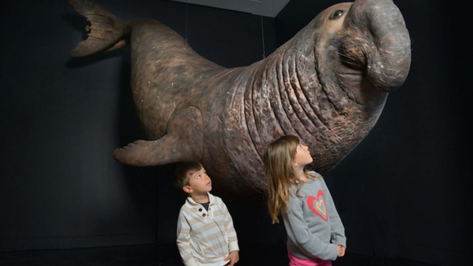 The new Life At The Limits Exhibit at the American Museum of Natural History in New York details the extraordinary abilities of animals, including the elephant seal, which can hold its breath underwater for up to two hours.