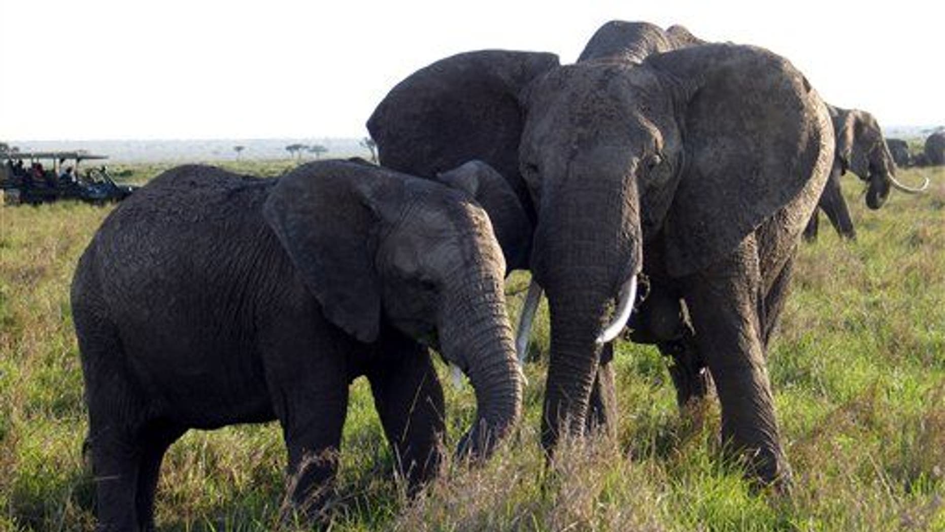 They comfort distressed pals, says study.