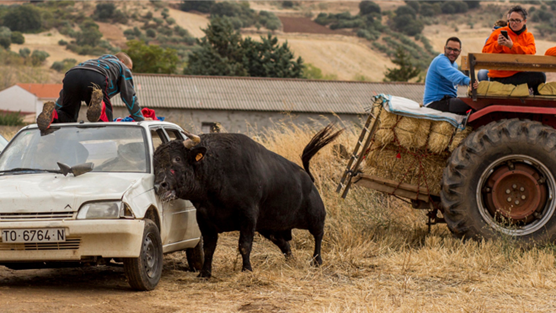 A bull at a rural encierro in Spain. (Photo: Courtesy of PACMA)
